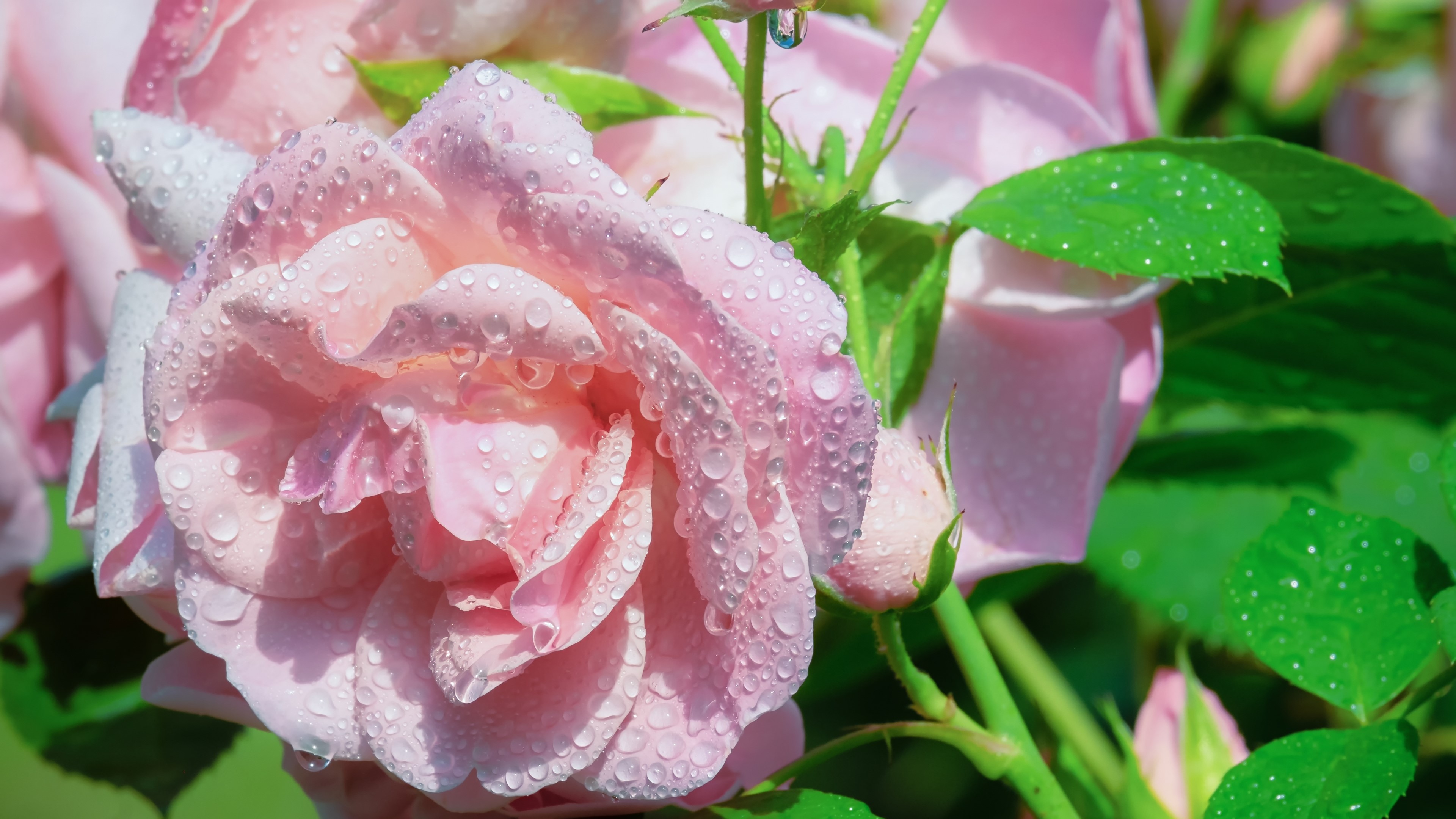 4K Pink Roses with Water Droplets HD Wallpaper