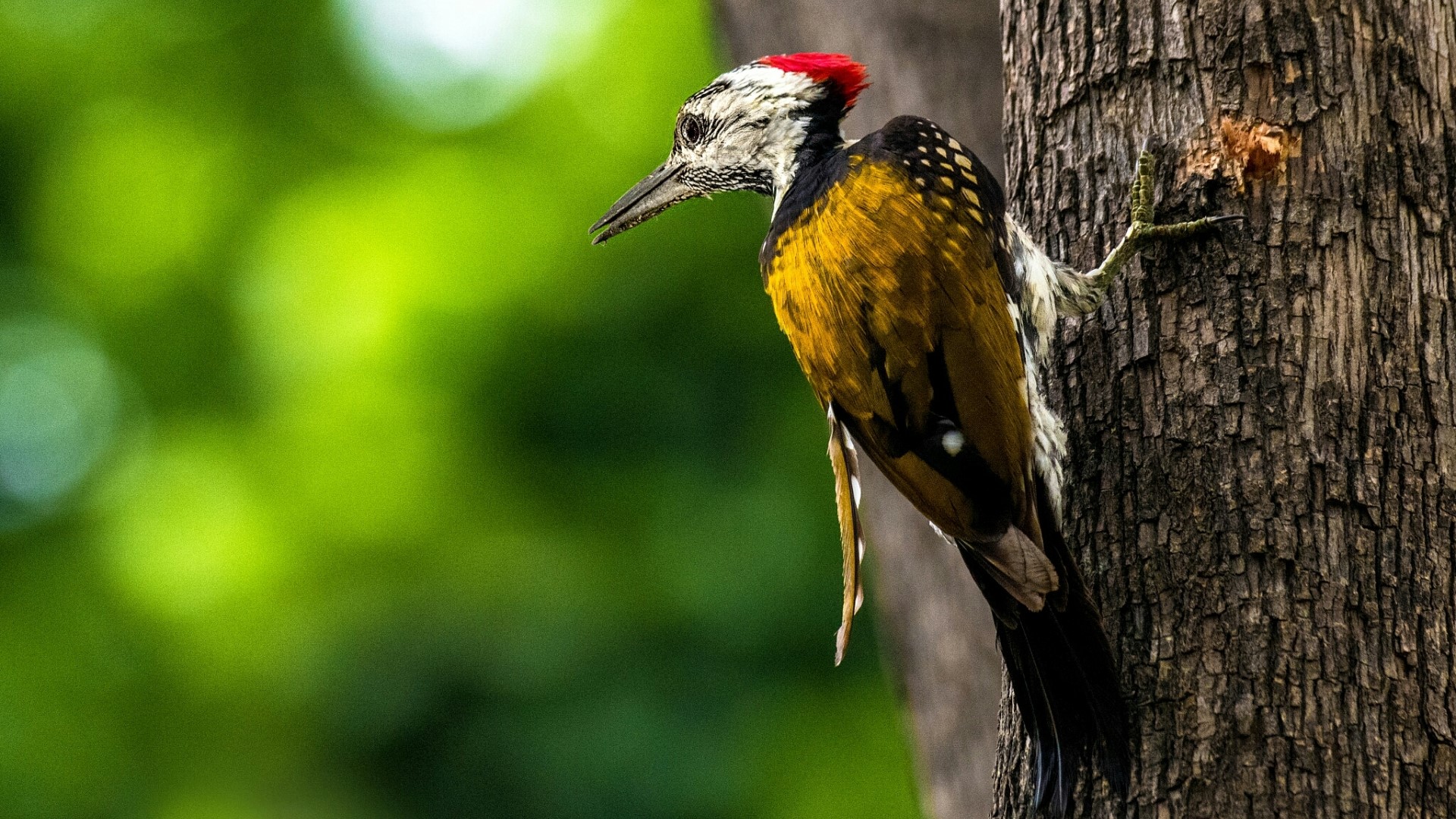 Black-rumped woodpecker on a tree trunk HD Wallpaper