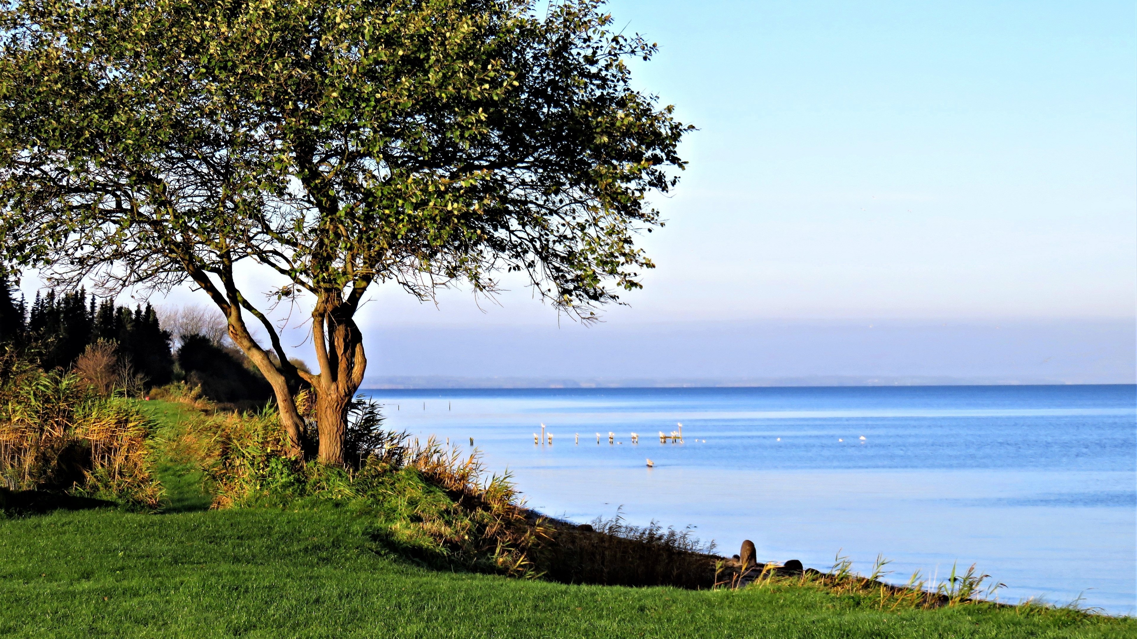 4K Scenery of a Tree by the Water HD Wallpaper