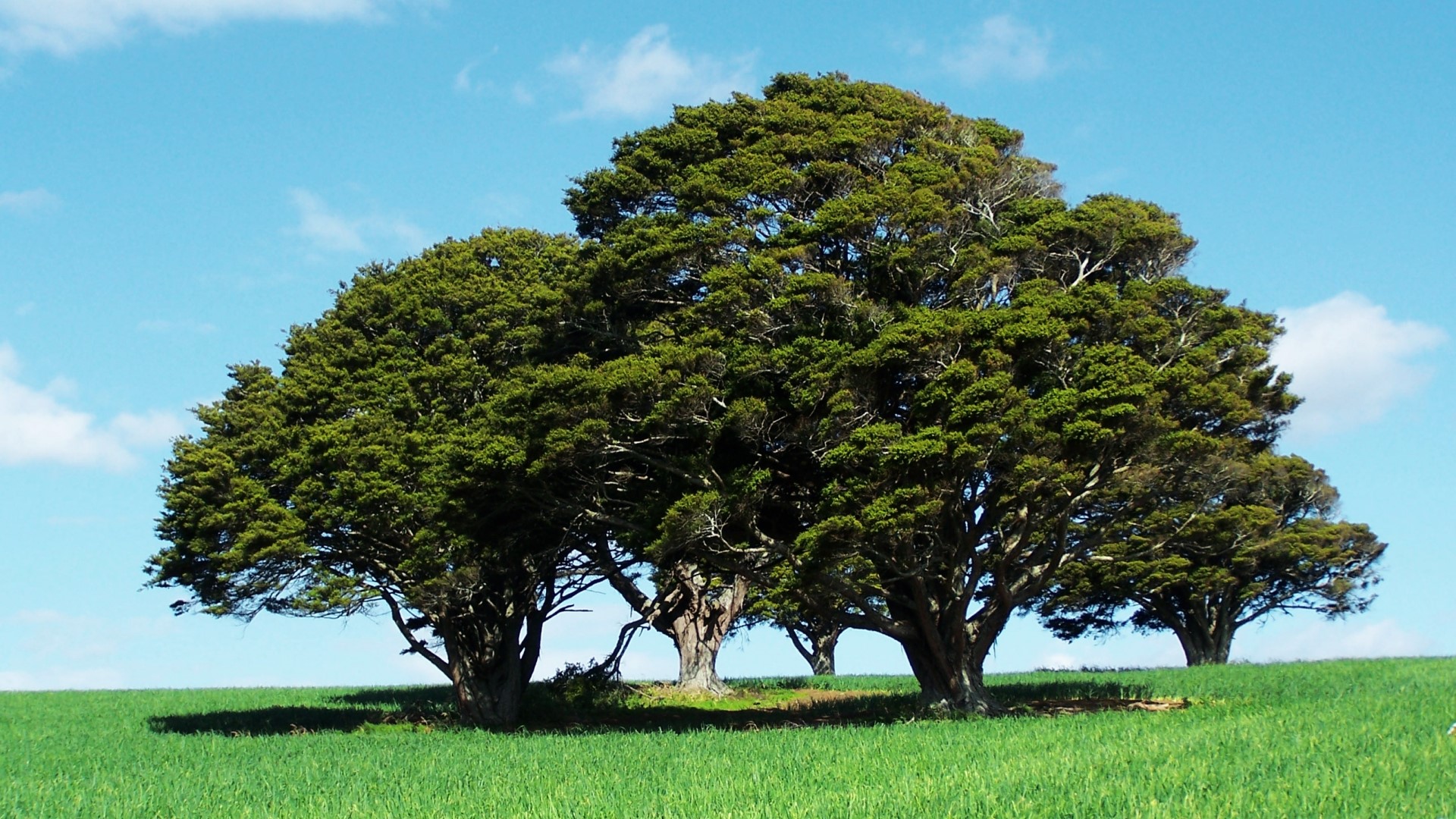 Group of trees on a grassy hill under a blue sky HD Wallpaper