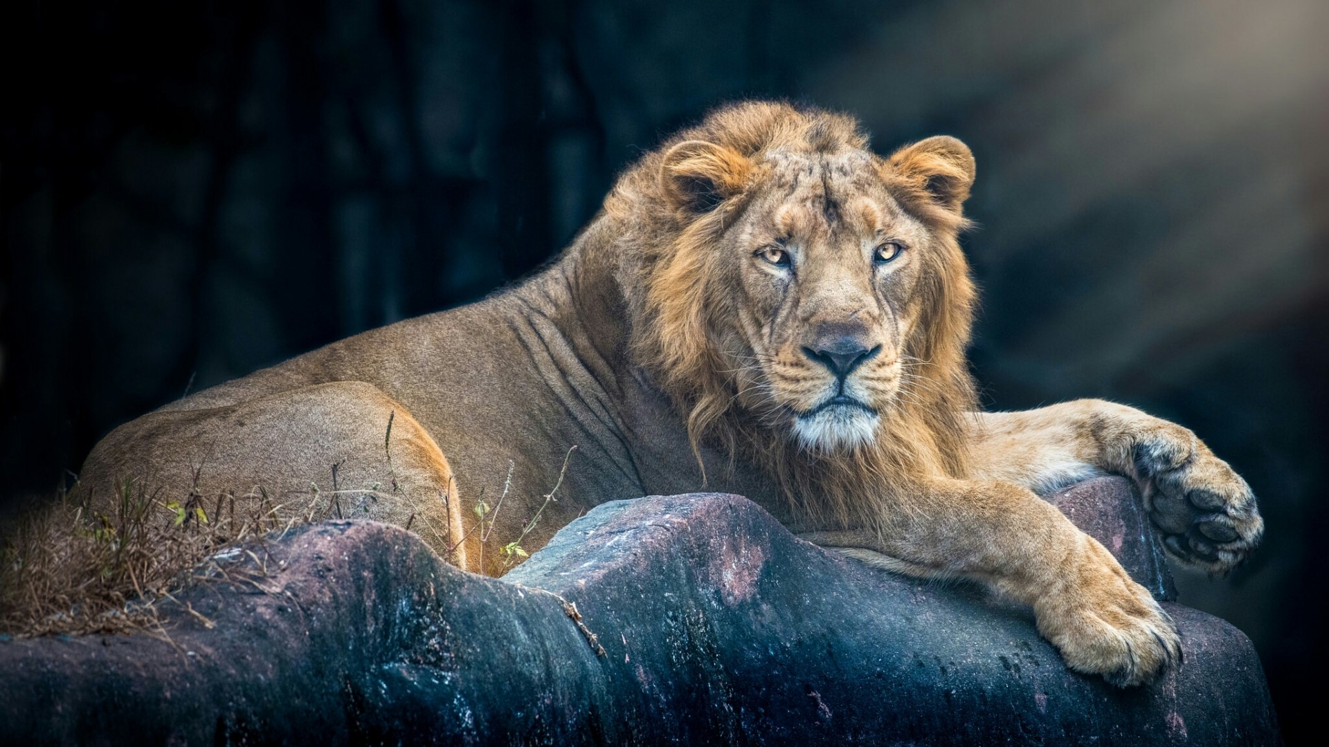 A majestic lion resting on rocks HD Wallpaper