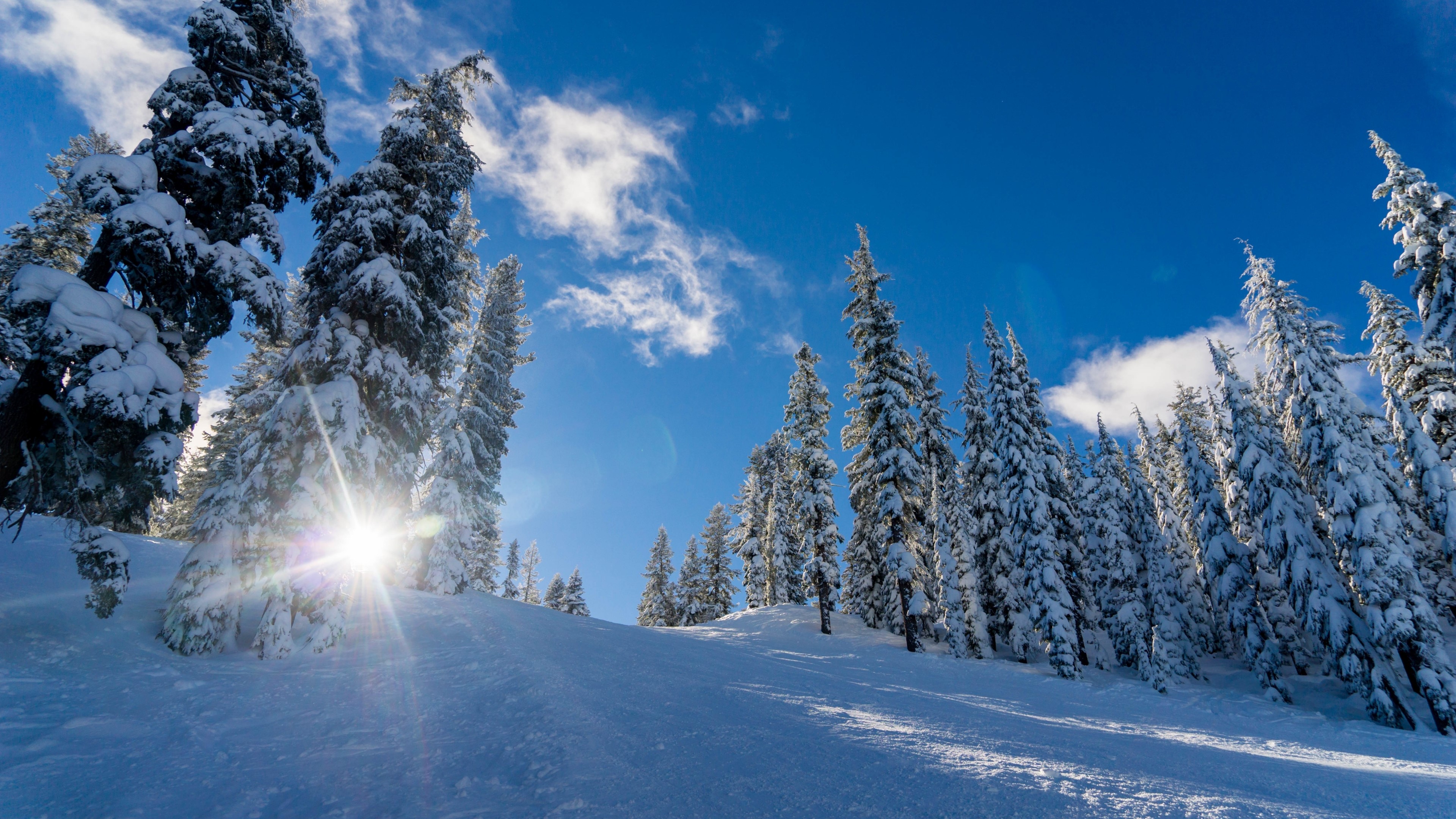 4K Winter Landscape with Snow-Covered Trees HD Wallpaper
