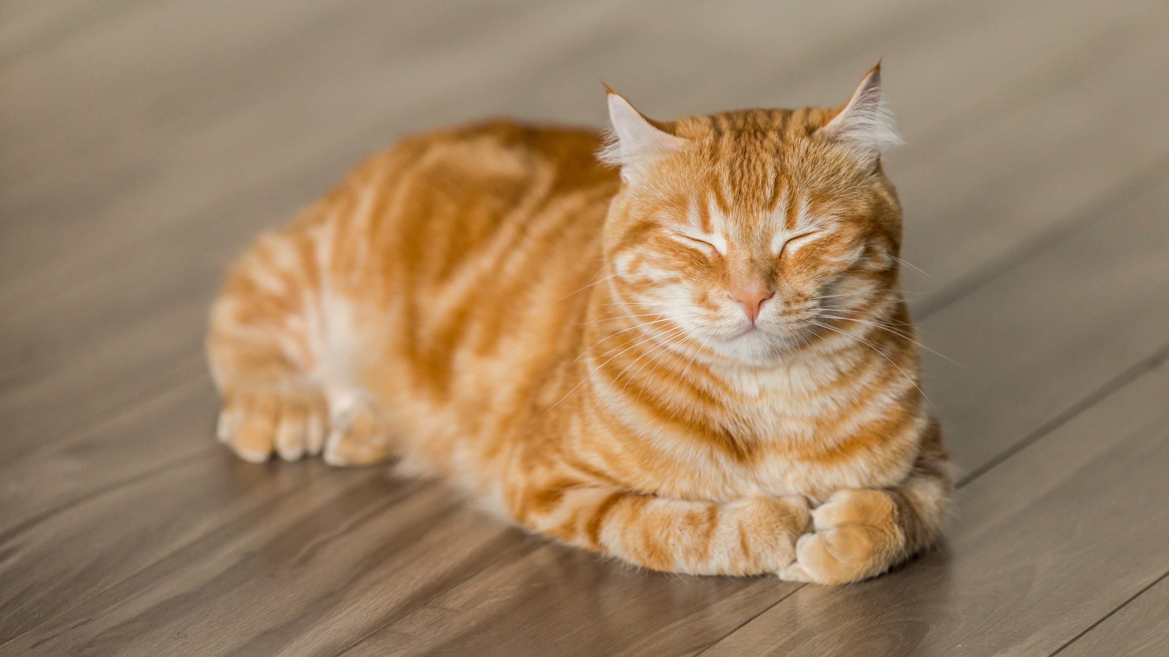 Orange tabby cat resting on wooden floor HD Wallpaper