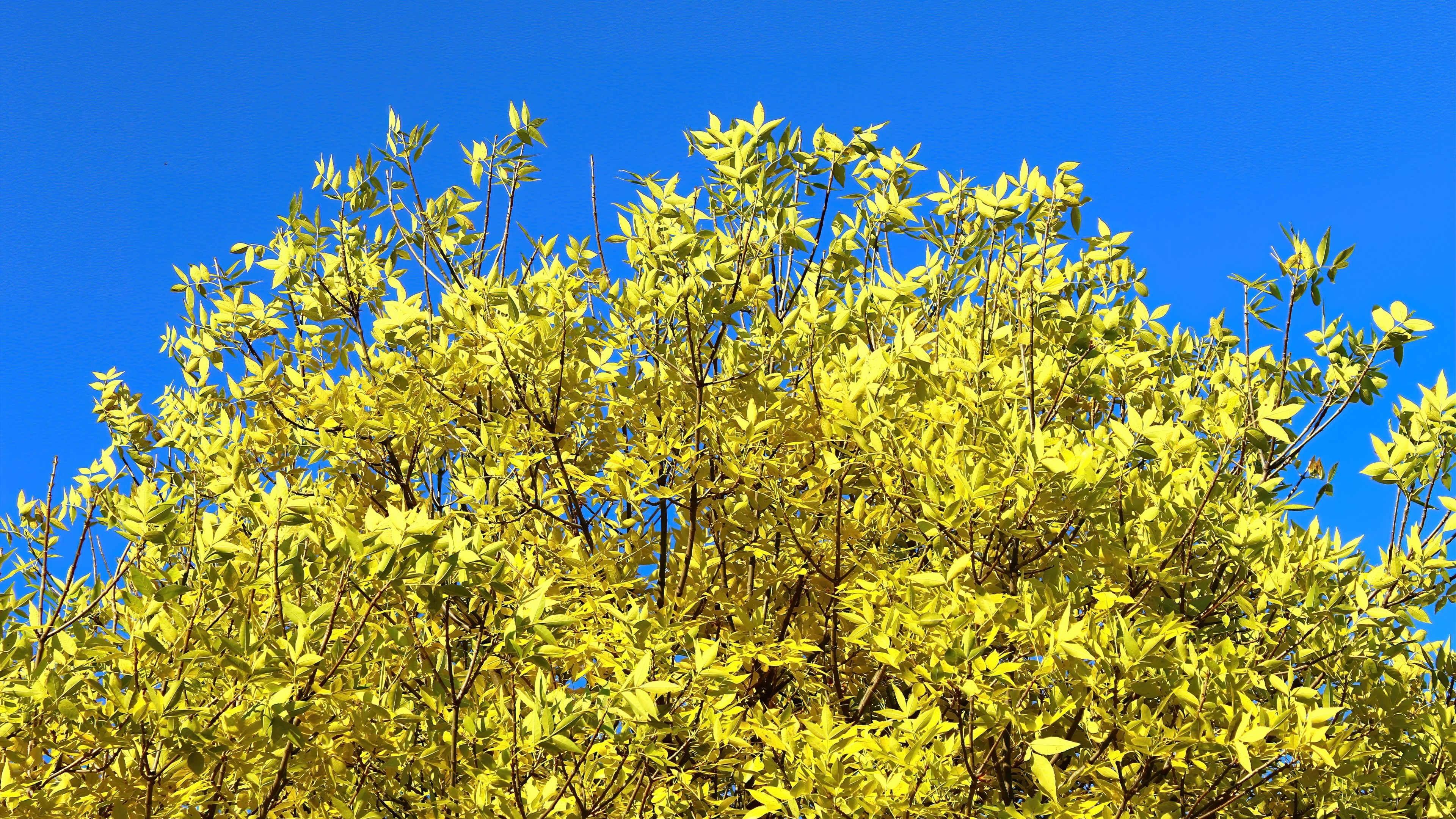 Yellow leaves against blue sky HD Wallpaper
