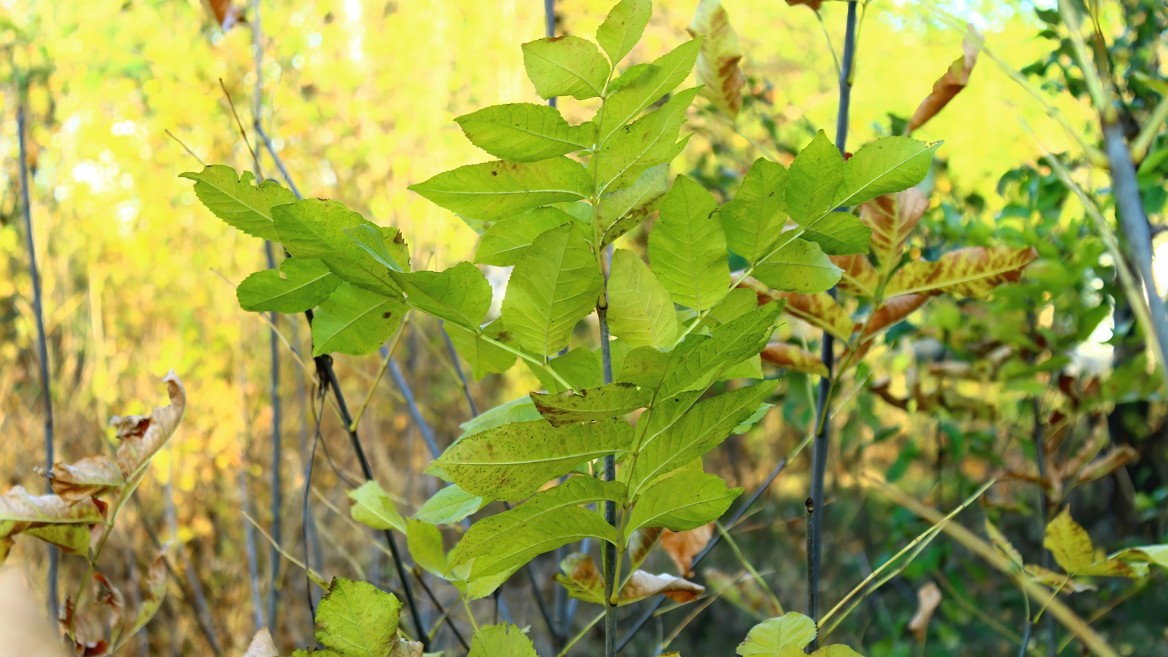 Green leaves on a branch in autumn HD Wallpaper