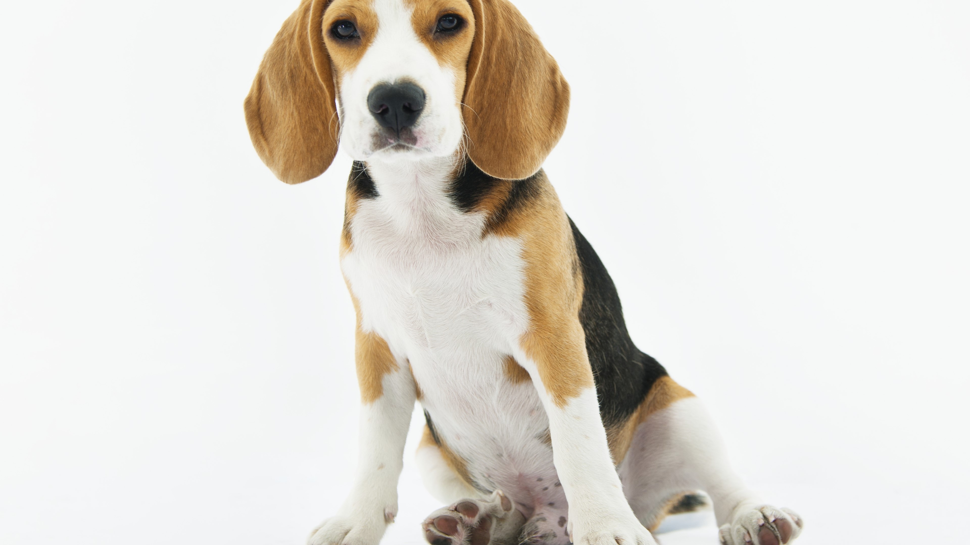 4K Beagle Dog HD Wallpaper