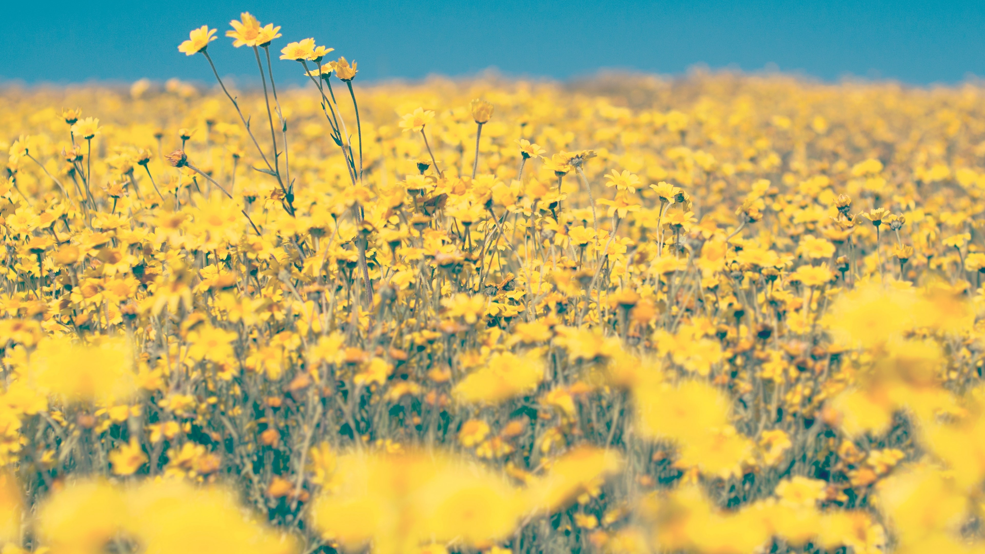 4K Landscape of Yellow Wildflowers HD Wallpaper