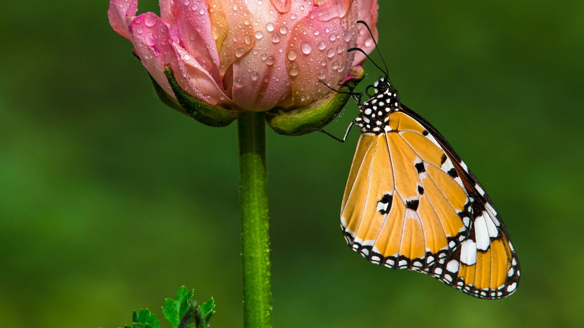 Monarch butterfly on a pink flower with water droplets HD Wallpaper