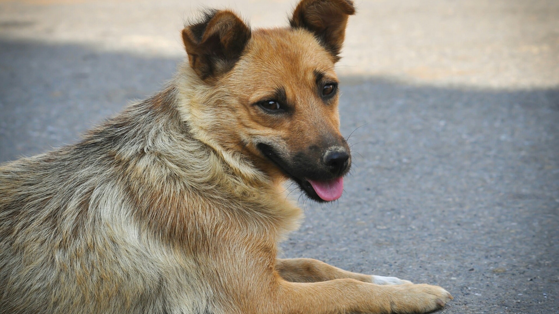 A brown dog lying on the ground HD Wallpaper