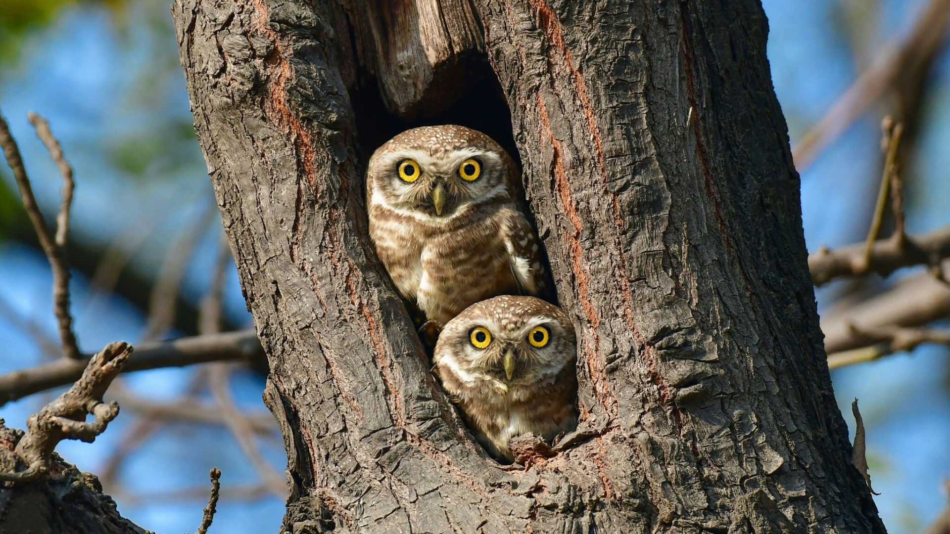Two spotted owlets in a tree hollow HD Wallpaper