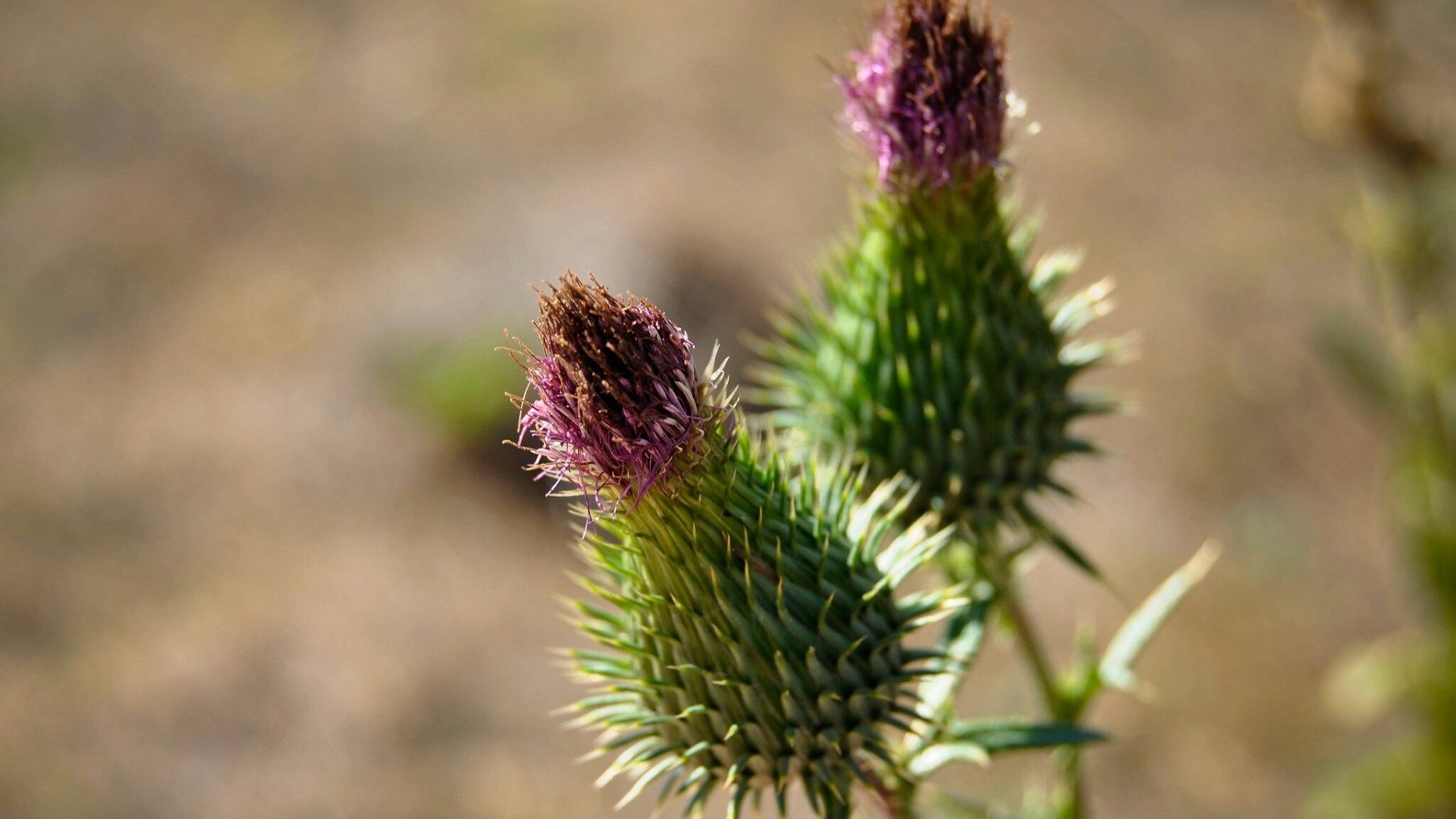 Two thistle flowers with purple tops and green spiky buds HD Wallpaper