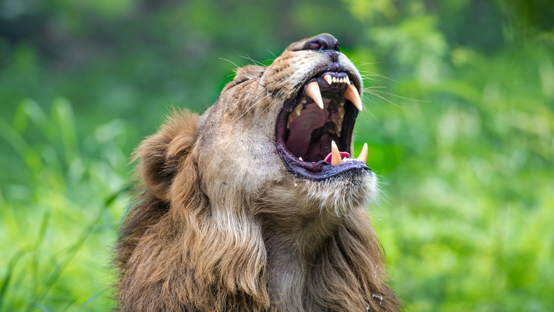 Lion roaring with mouth open HD Wallpaper