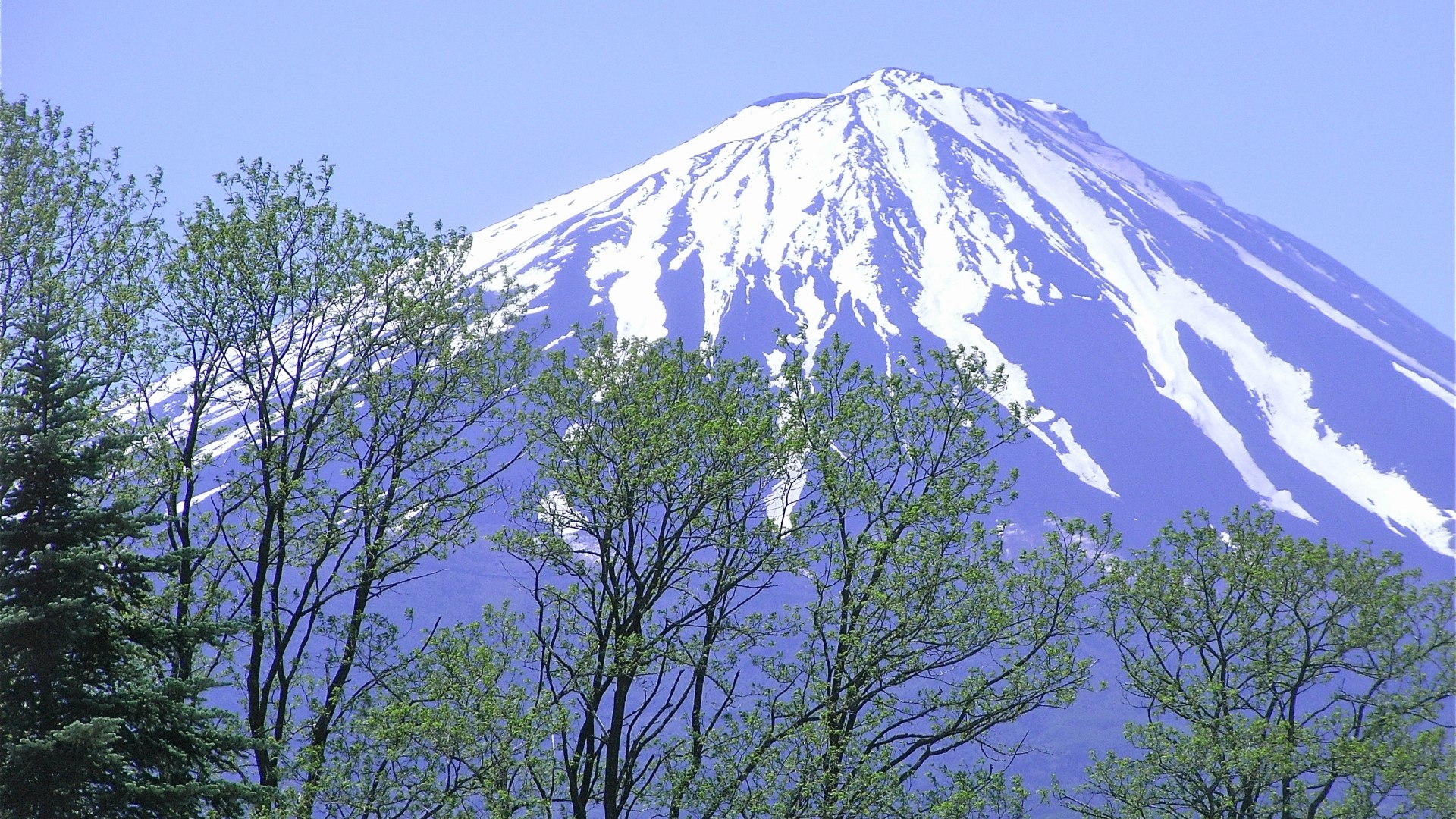 Mount Fuji with trees in foreground HD Wallpaper