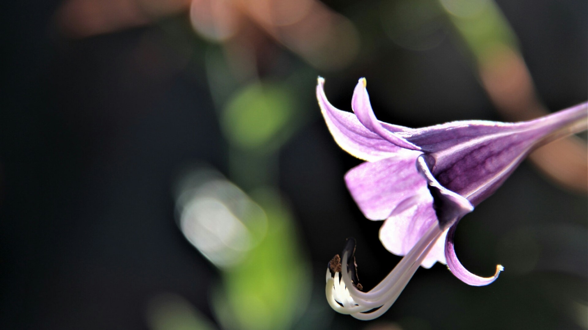 Purple flower with striped petals HD Wallpaper