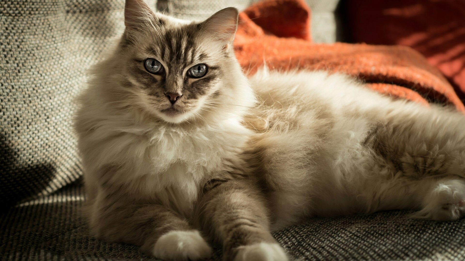 Fluffy cat with blue eyes on a couch HD Wallpaper