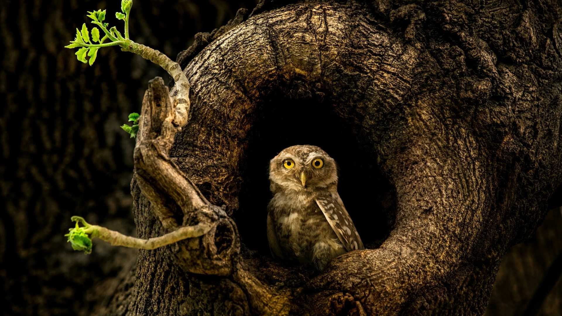 Owl in a tree hollow HD Wallpaper