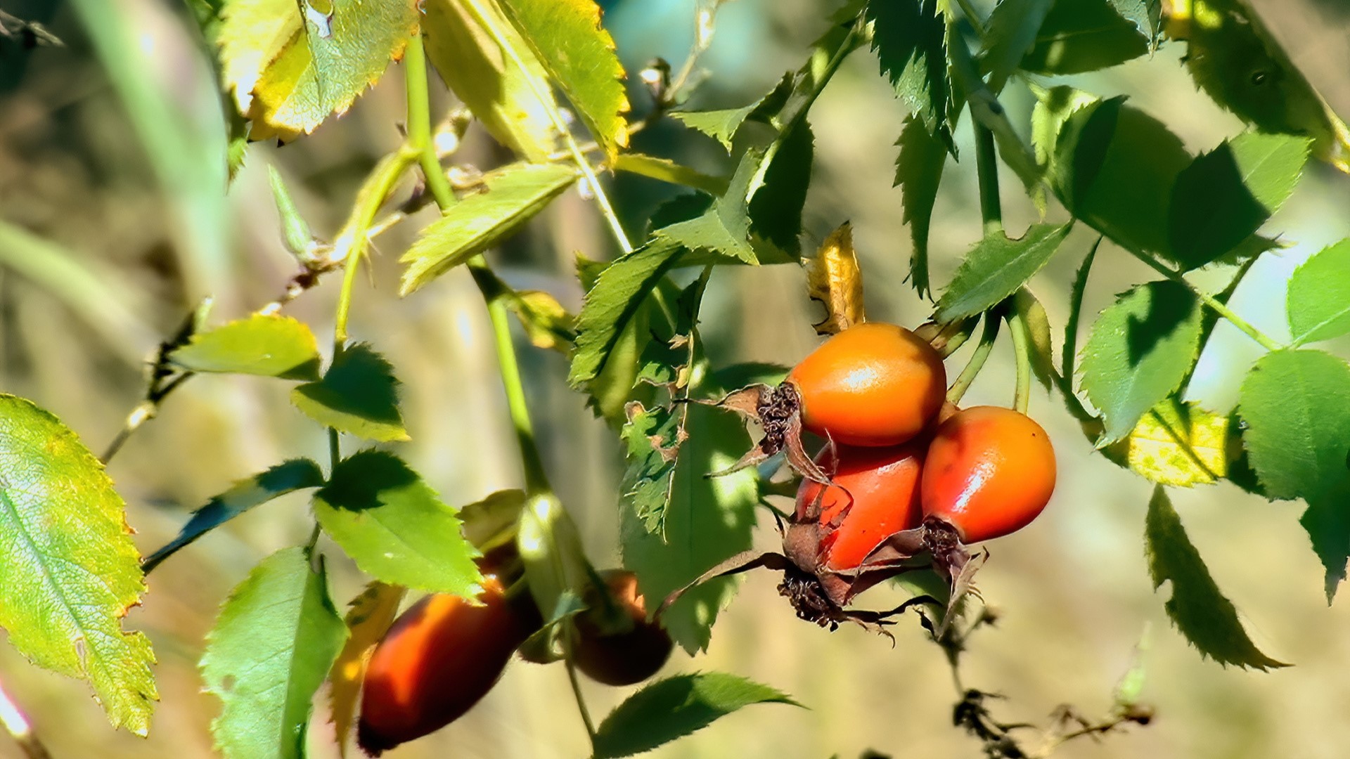 Rose hips on a branch with green leaves HD Wallpaper