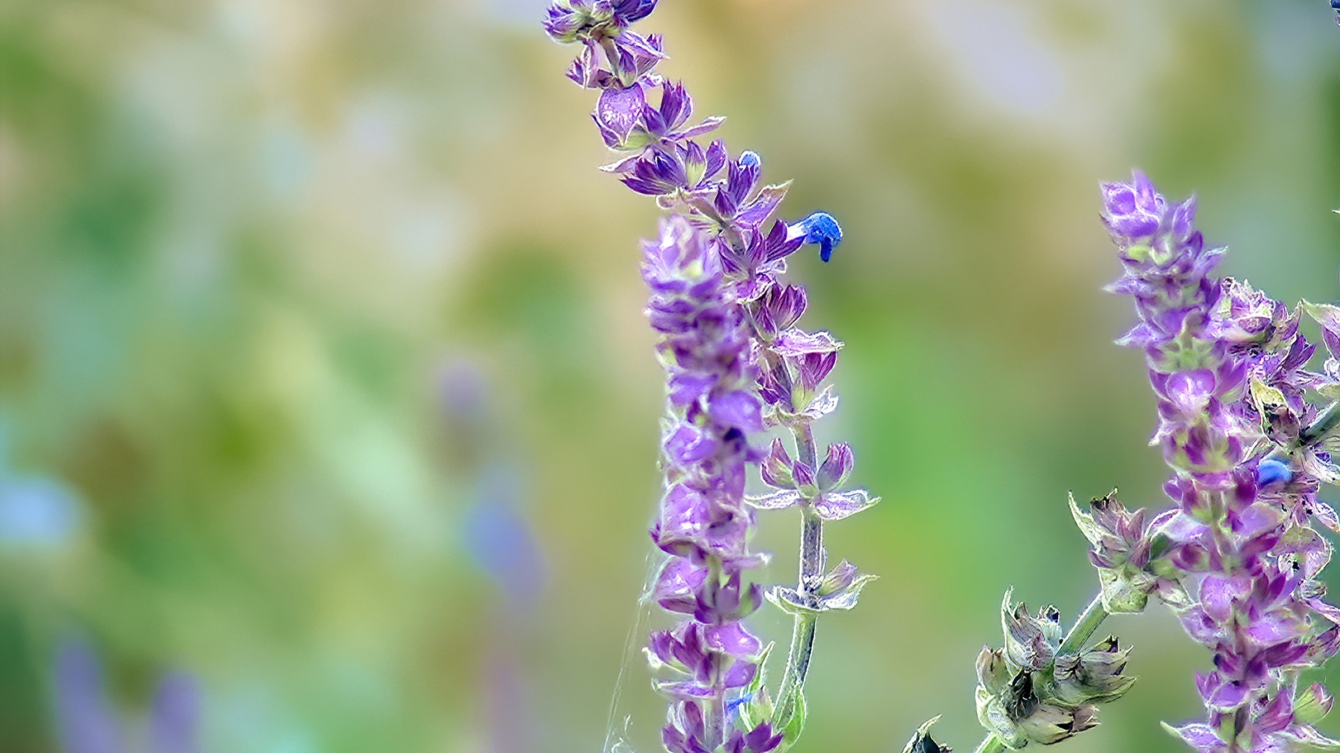 Purple flowers with green background HD Wallpaper