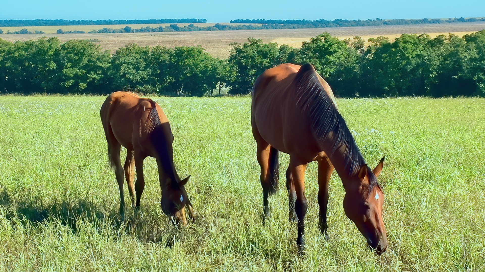 Two brown horses grazing in a field HD Wallpaper
