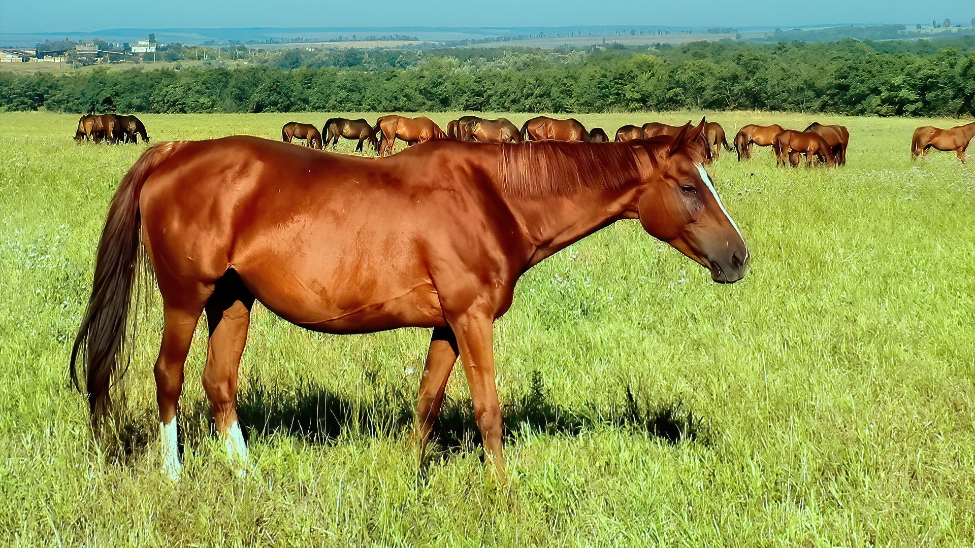 Brown horse in a grassy field with other horses HD Wallpaper