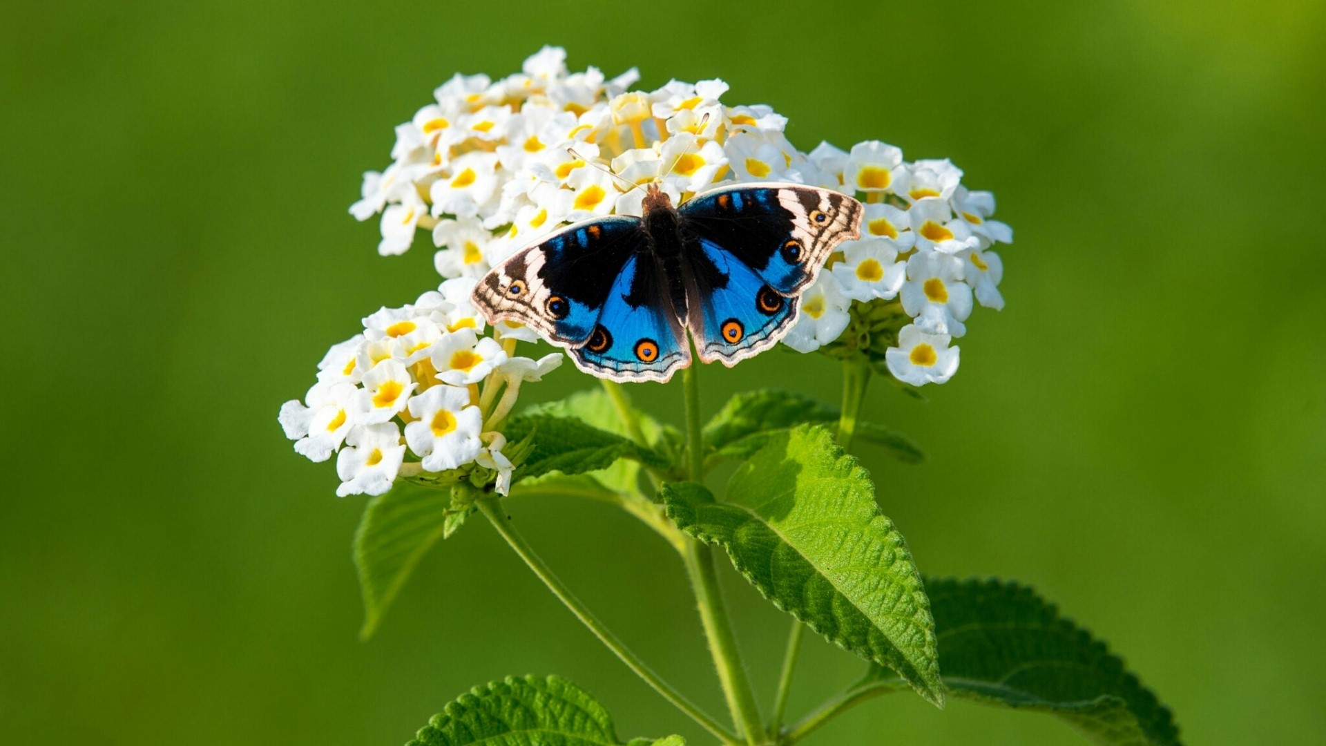 Blue butterfly on white flowers HD Wallpaper