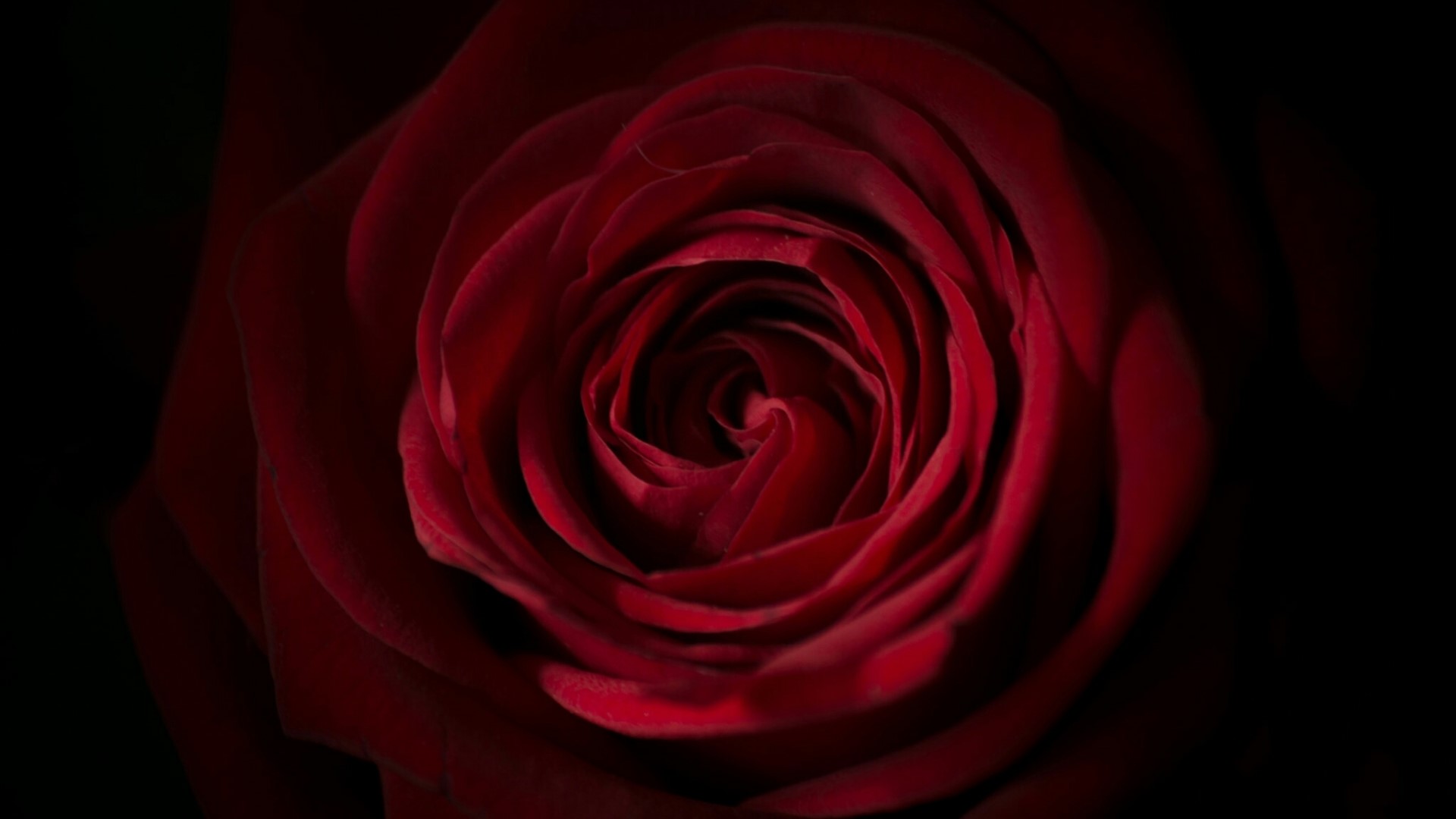 Close-up of a red rose HD Wallpaper