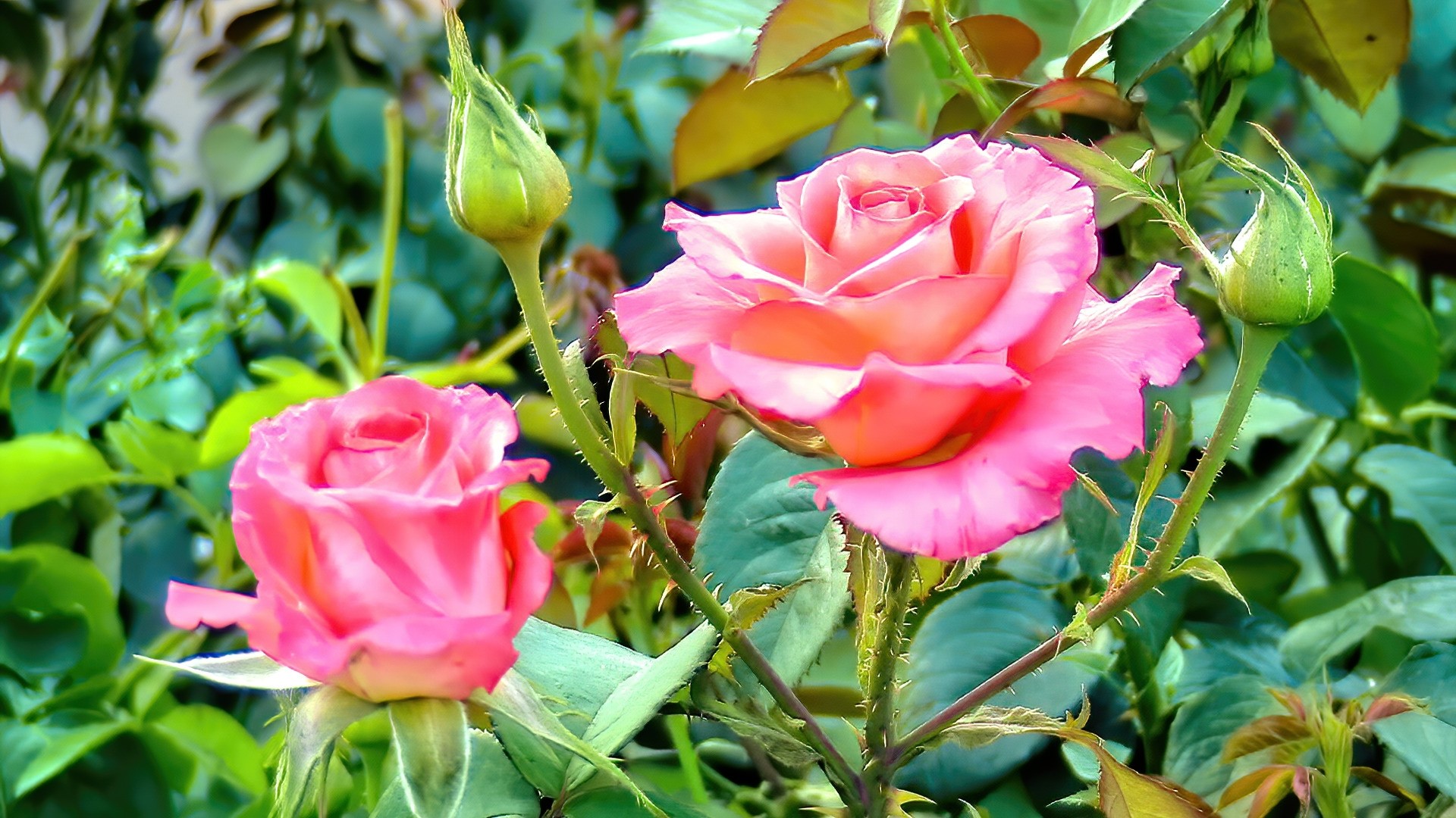 Pink roses and buds in a garden HD Wallpaper