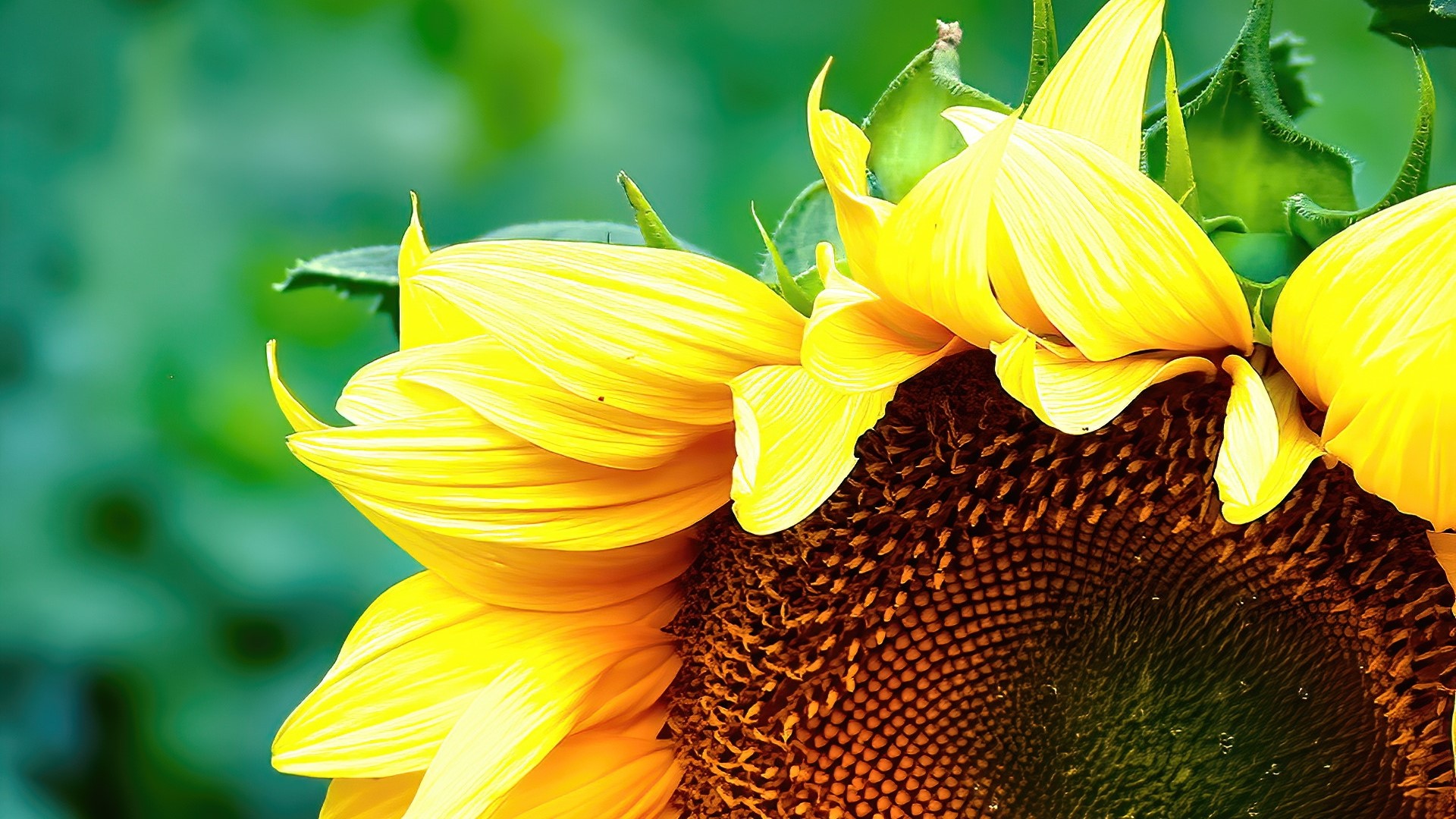 Close-up of a large sunflower HD Wallpaper
