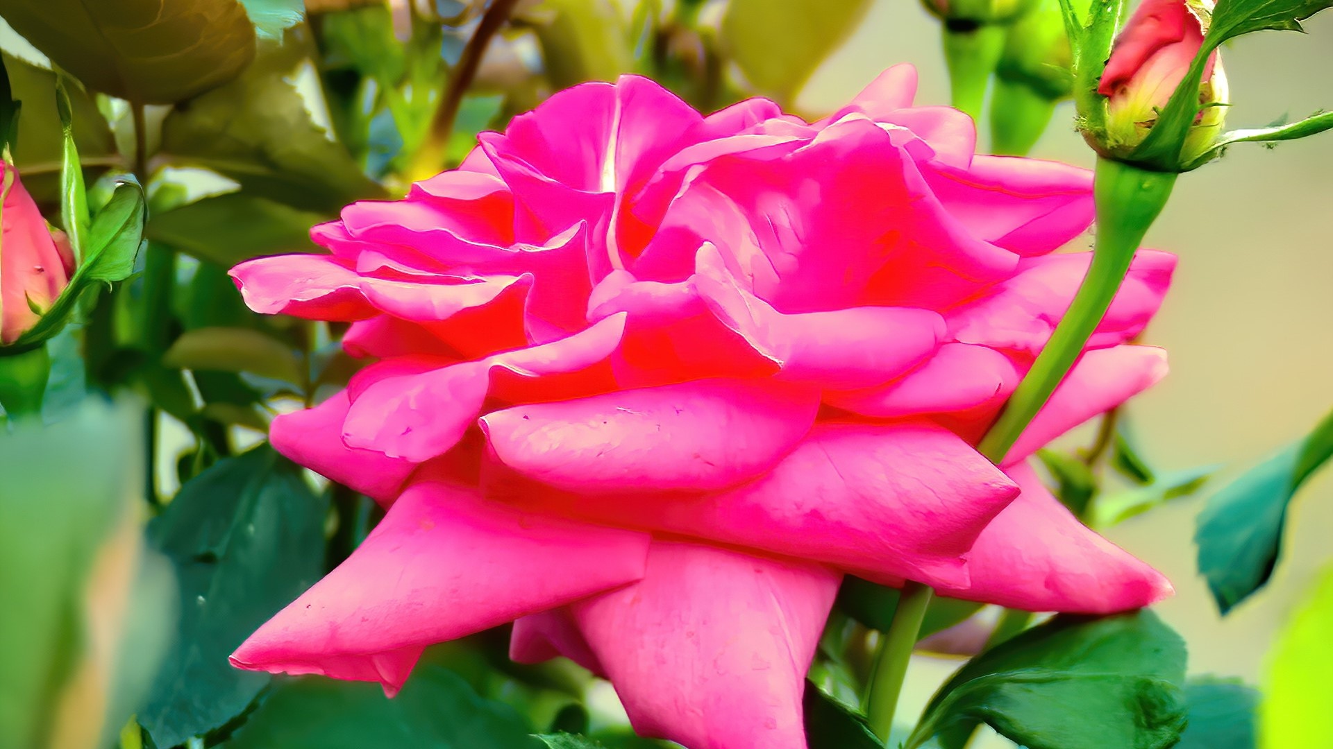 Close-up of a vibrant pink rose in bloom HD Wallpaper