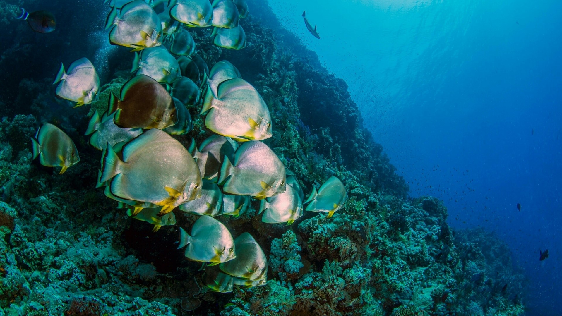School of Batfish near Coral Reef HD Wallpaper