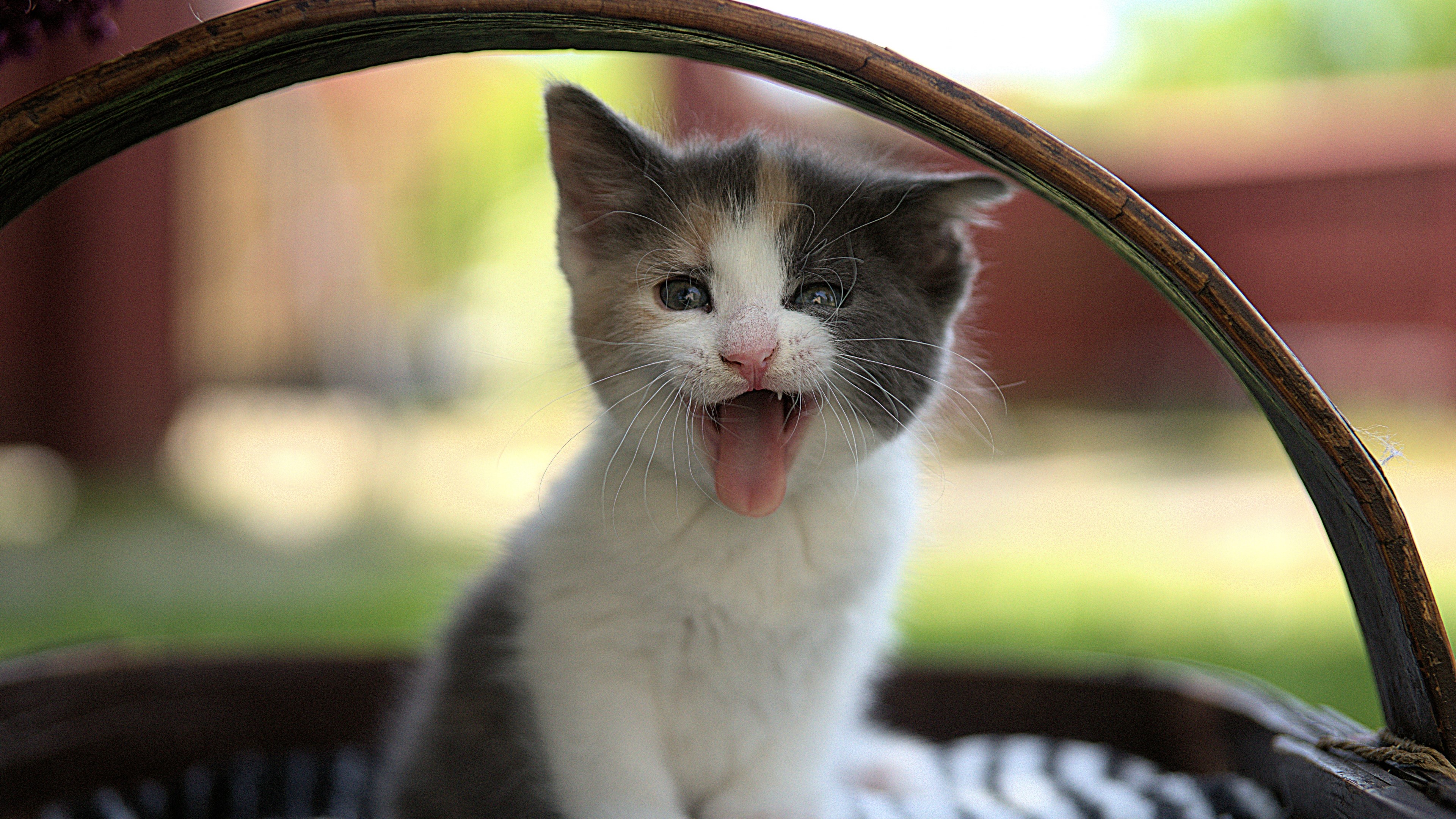 Kitty HD Wallpaper