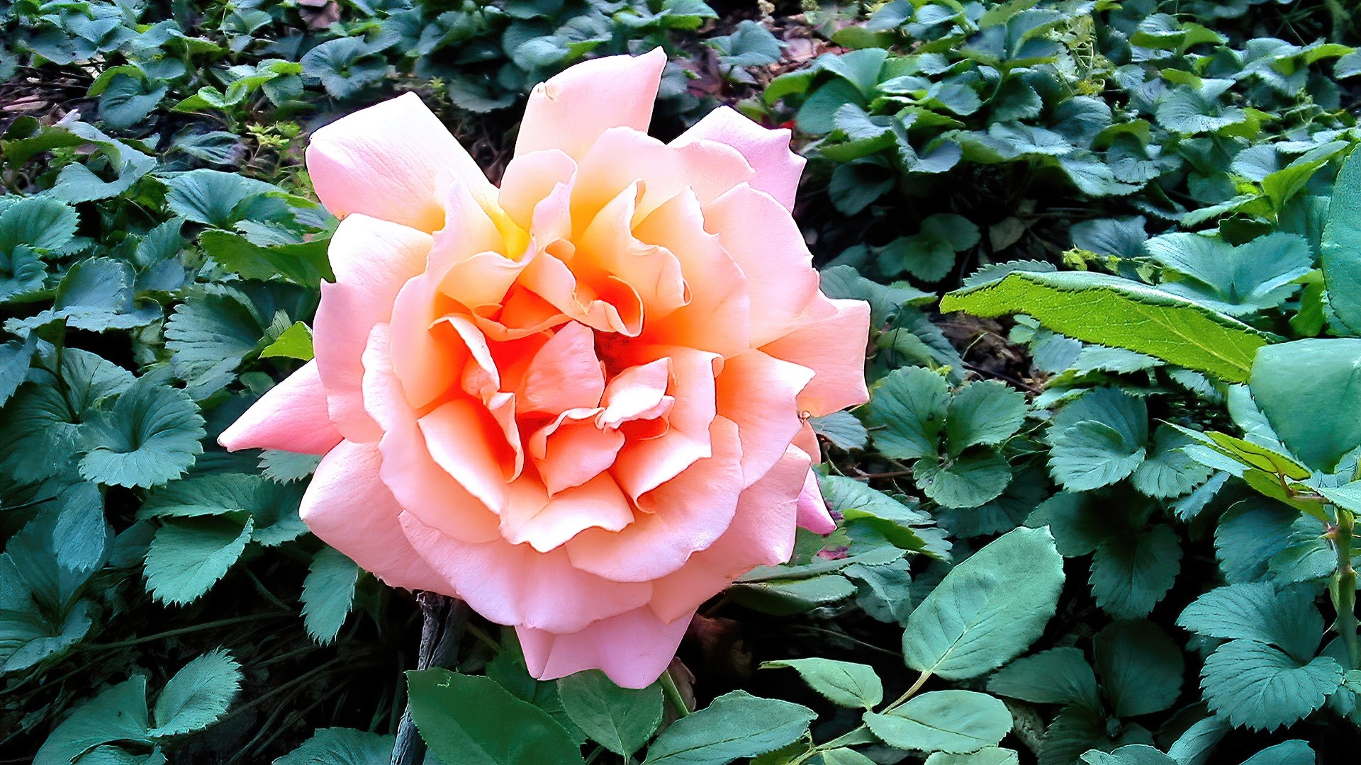 Pink and orange rose flower HD Wallpaper