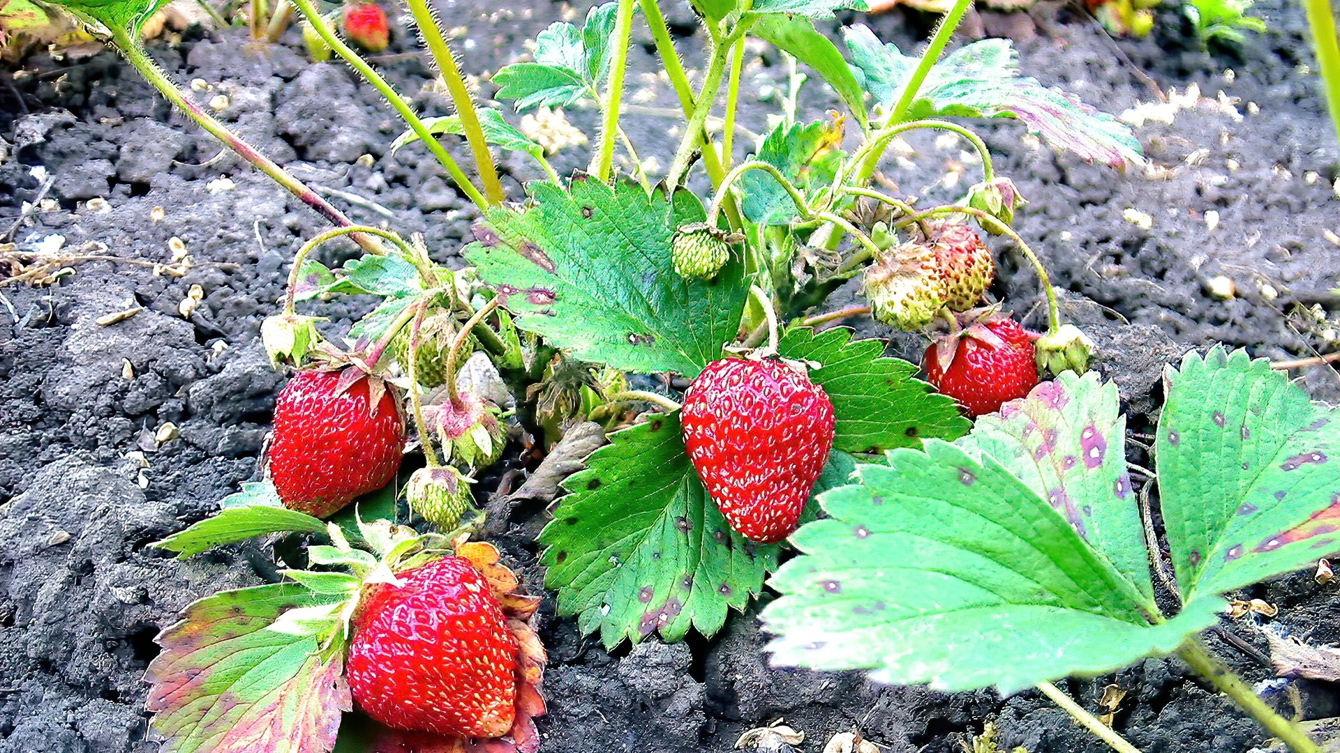 Strawberry plant with ripe and unripe fruit HD Wallpaper