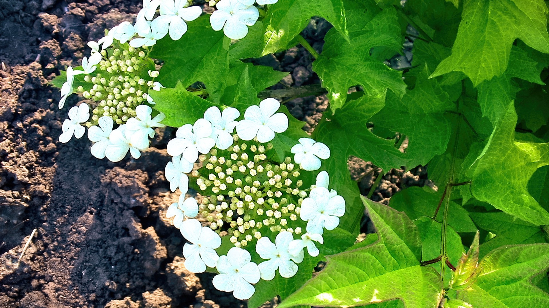 White flowers and green leaves on soil HD Wallpaper