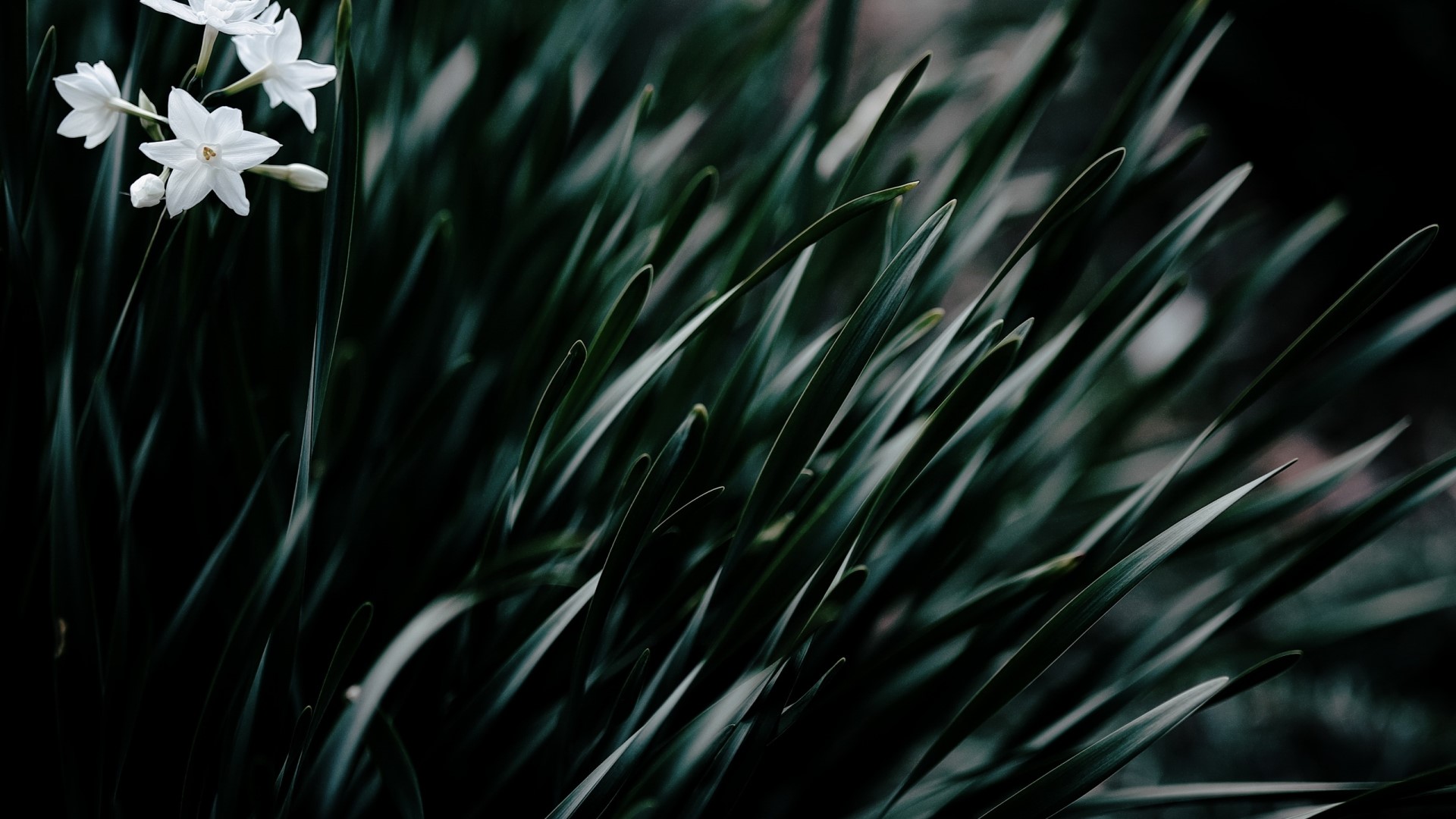 White flowers and dark green grass HD Wallpaper
