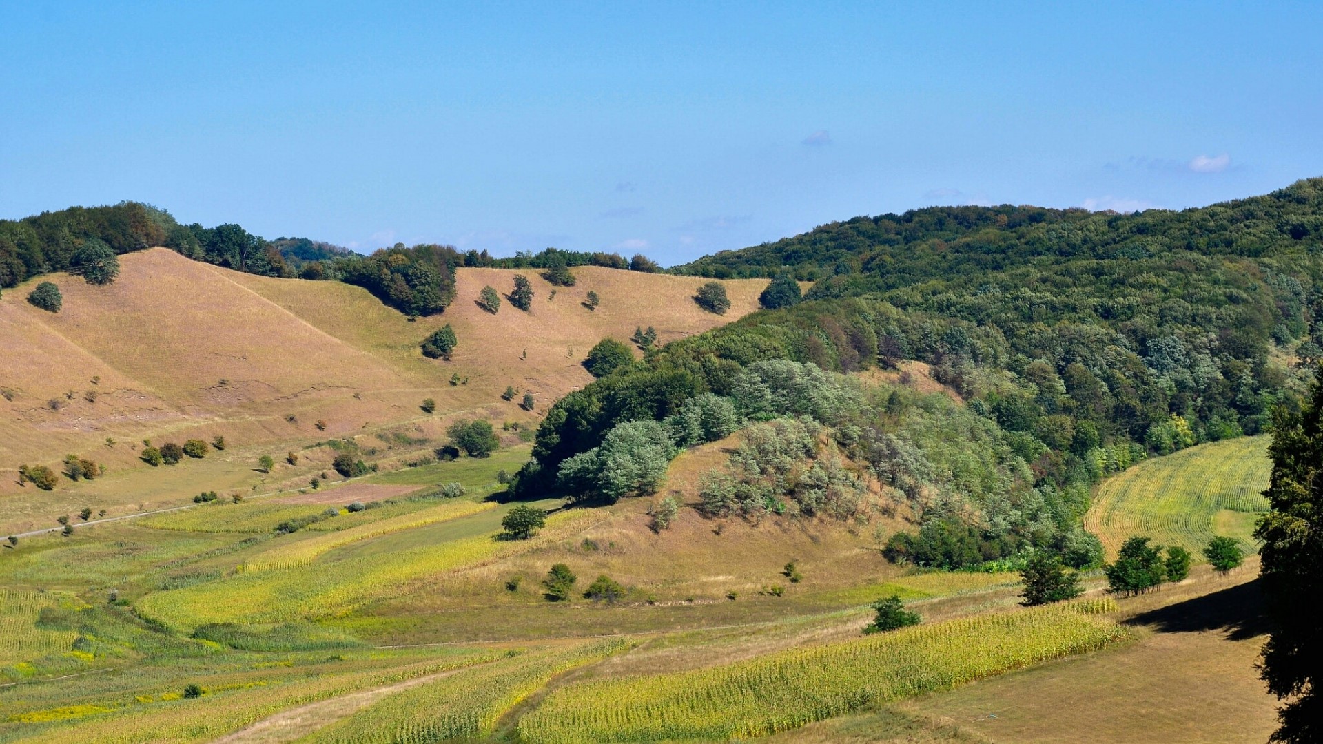 Rolling hills with trees and fields under a blue sky HD Wallpaper