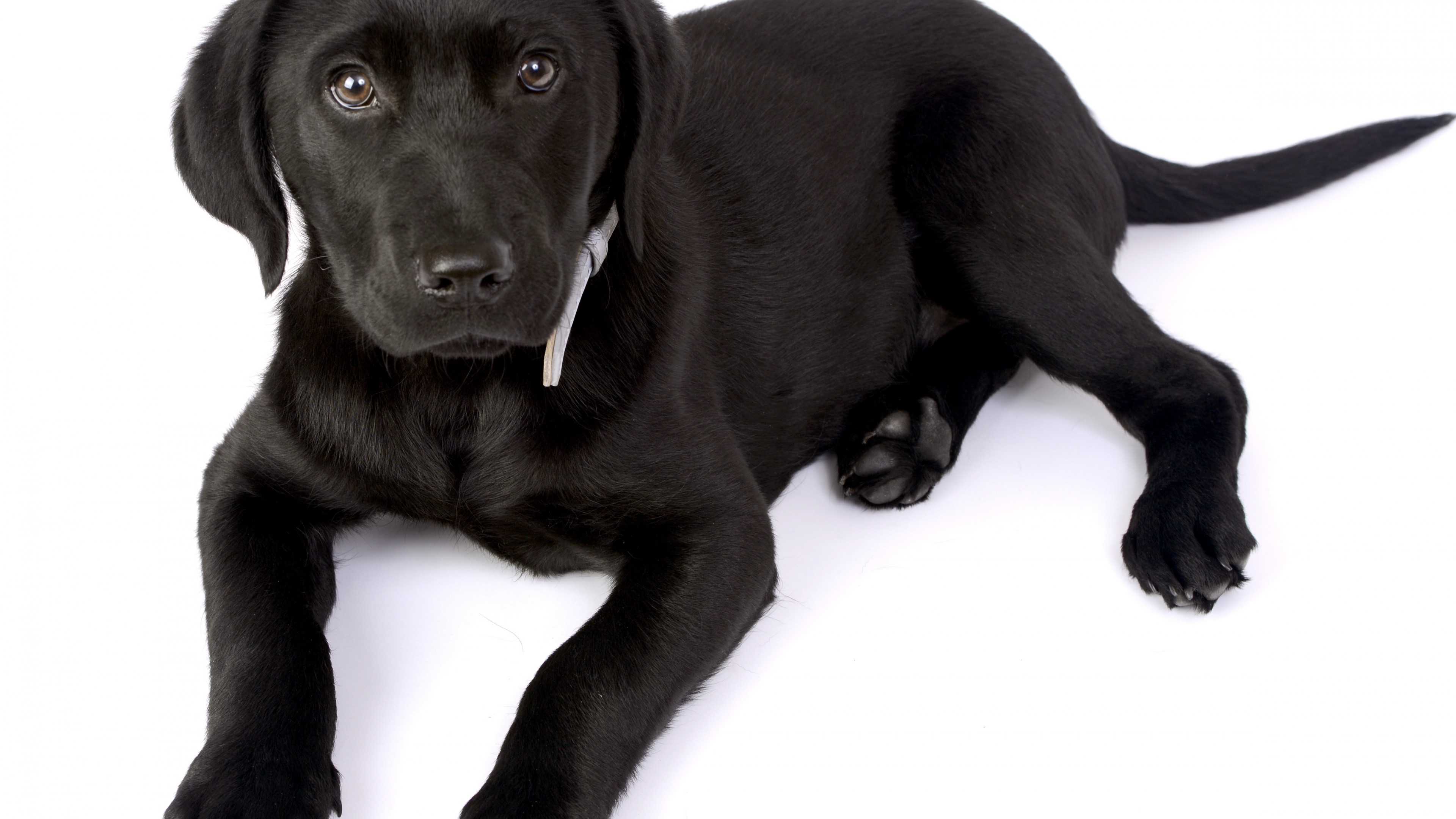 Black Labrador puppy on white background HD Wallpaper