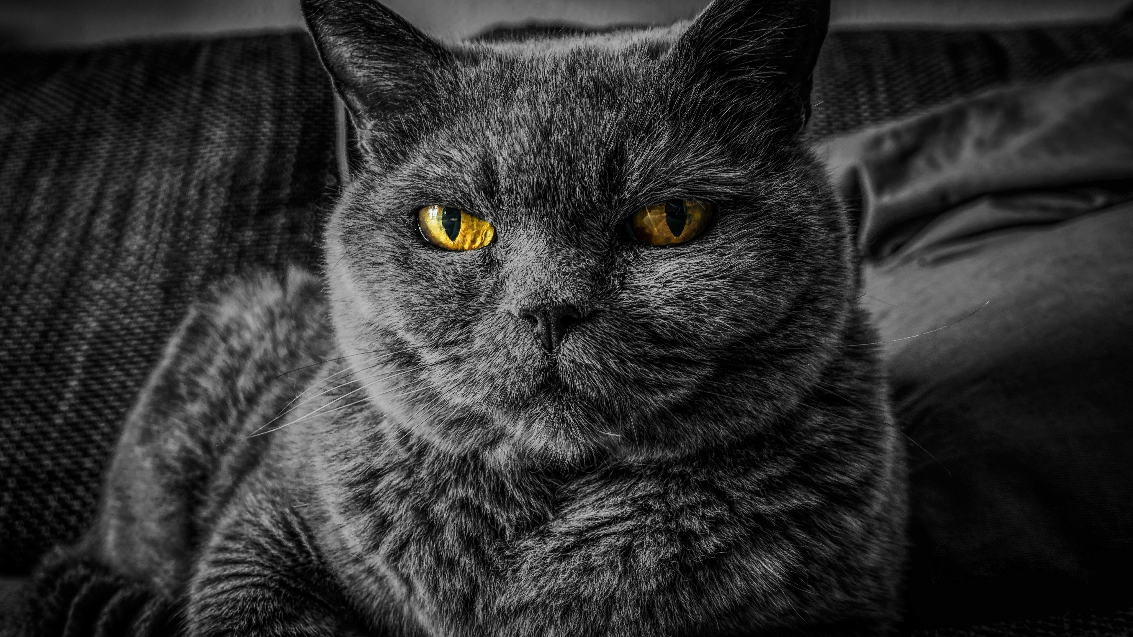 4K British Shorthair Cat HD Wallpaper