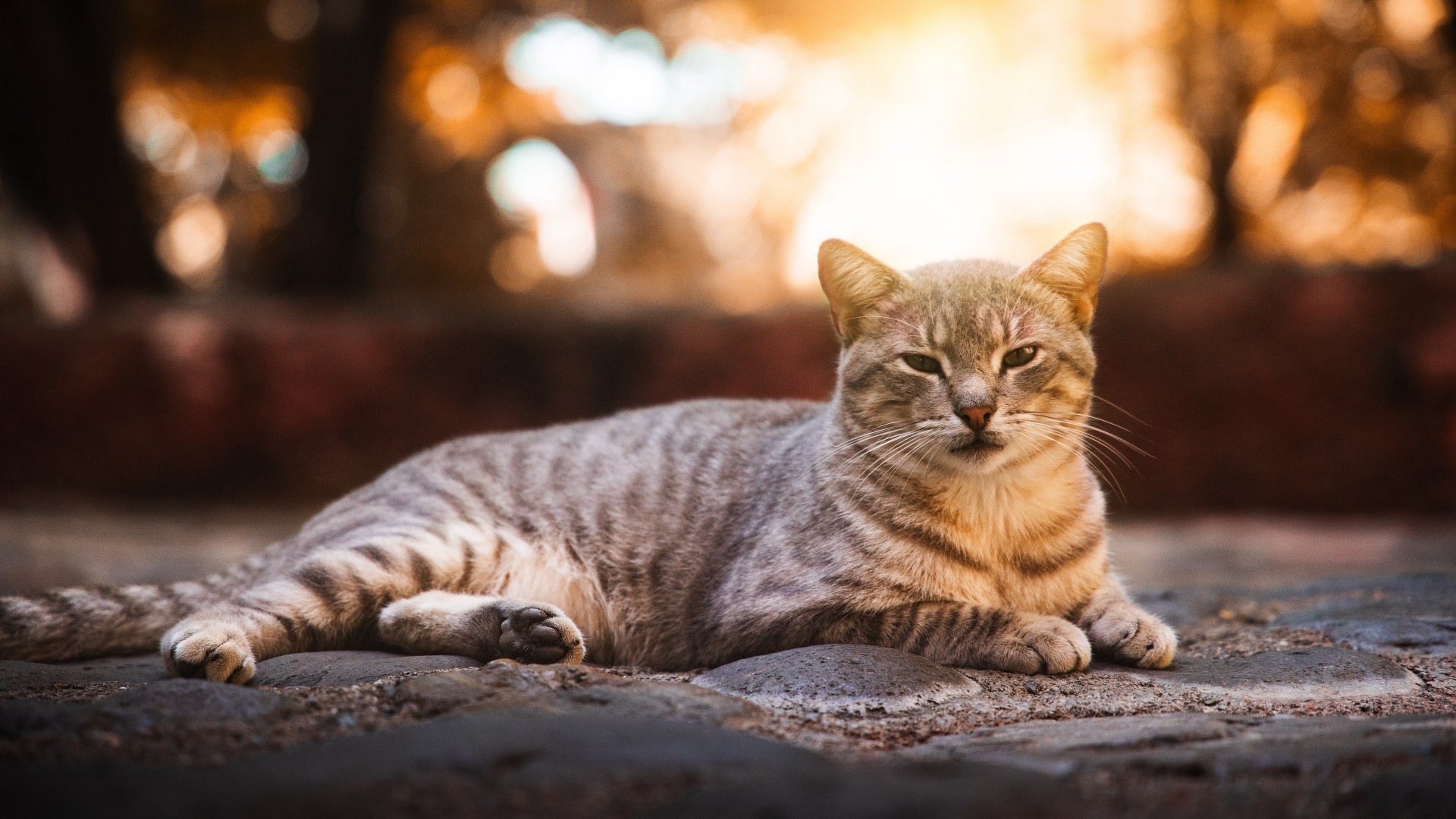 Tabby cat lying on cobblestone path HD Wallpaper