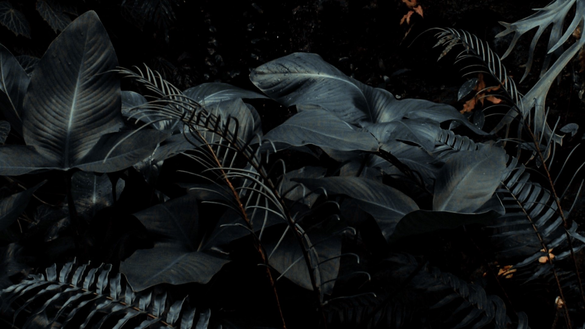Dark Tropical Plants with Ferns HD Wallpaper