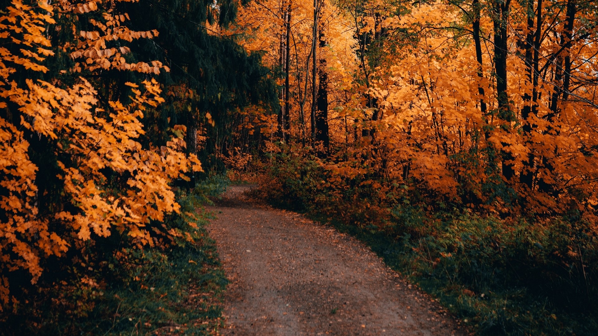 Autumn forest path with orange leaves HD Wallpaper