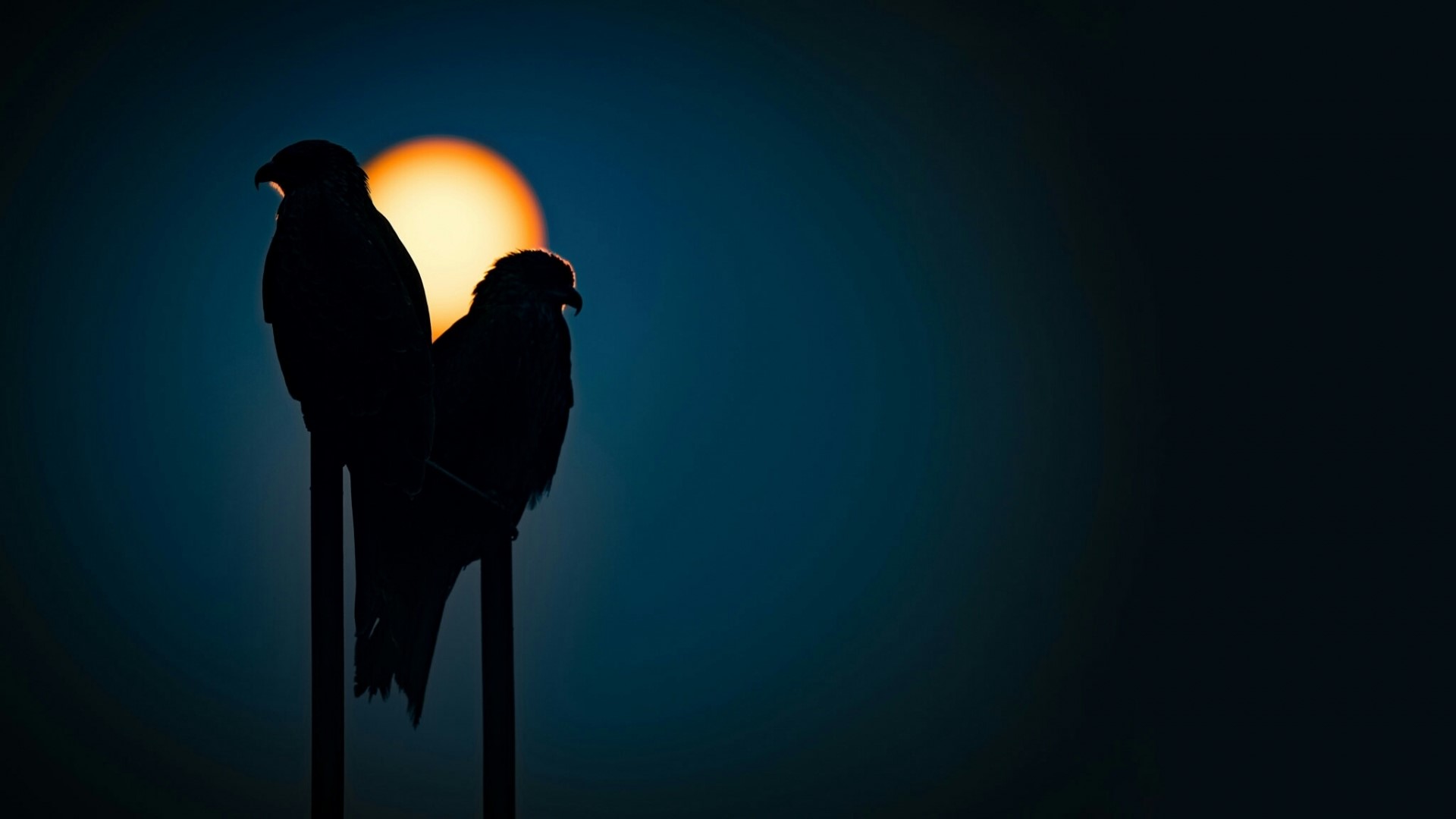 Two birds silhouetted against the sun HD Wallpaper