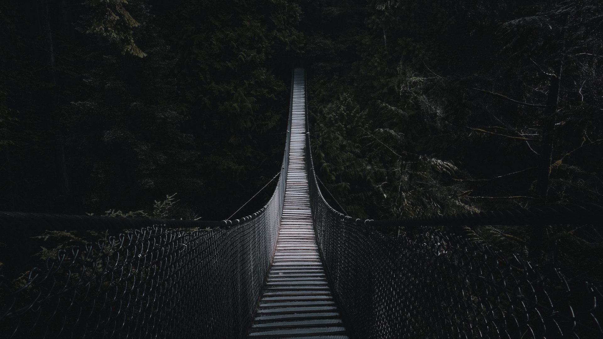 Rope bridge in a dark forest HD Wallpaper
