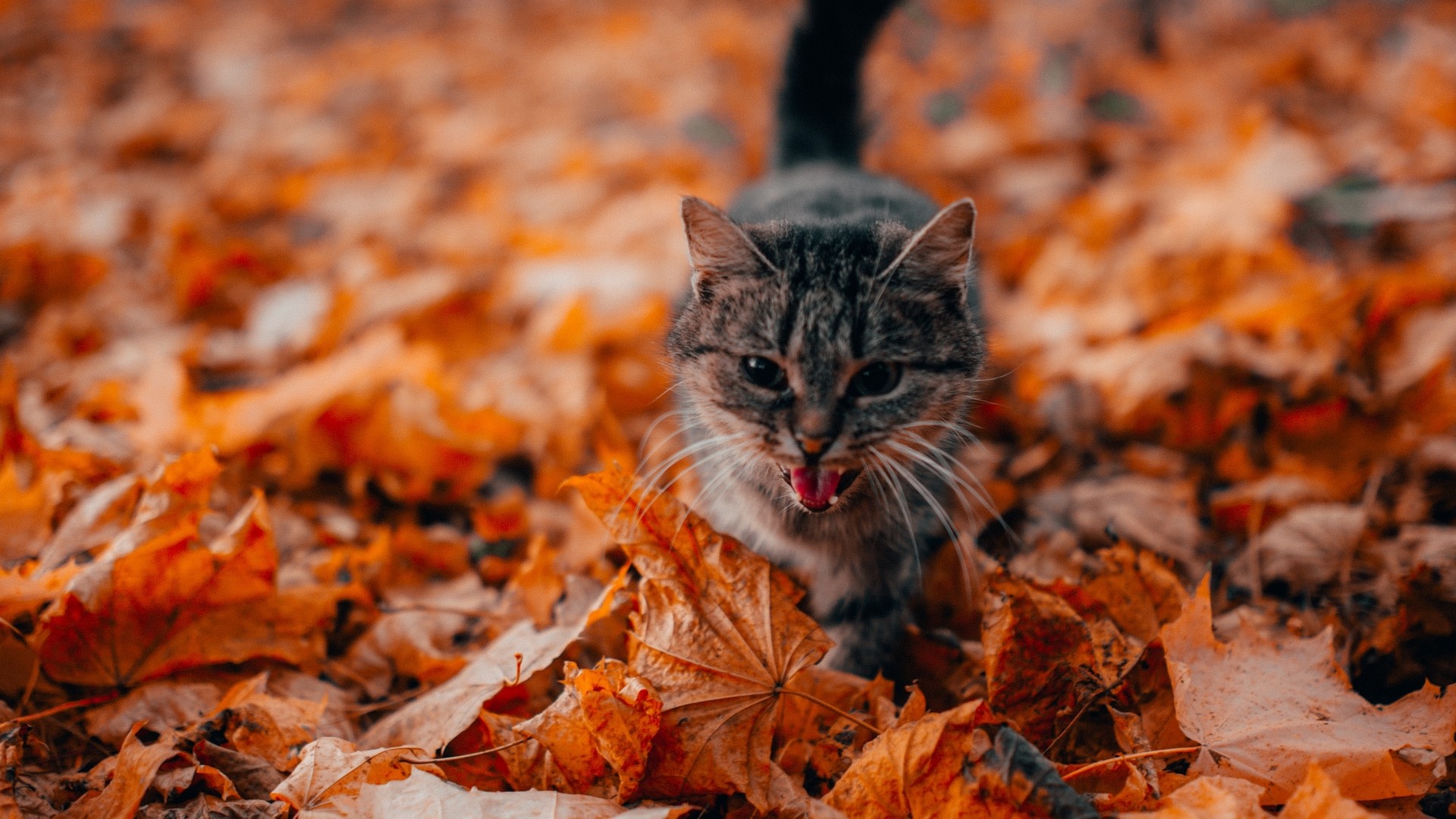 Tabby cat in autumn leaves HD Wallpaper