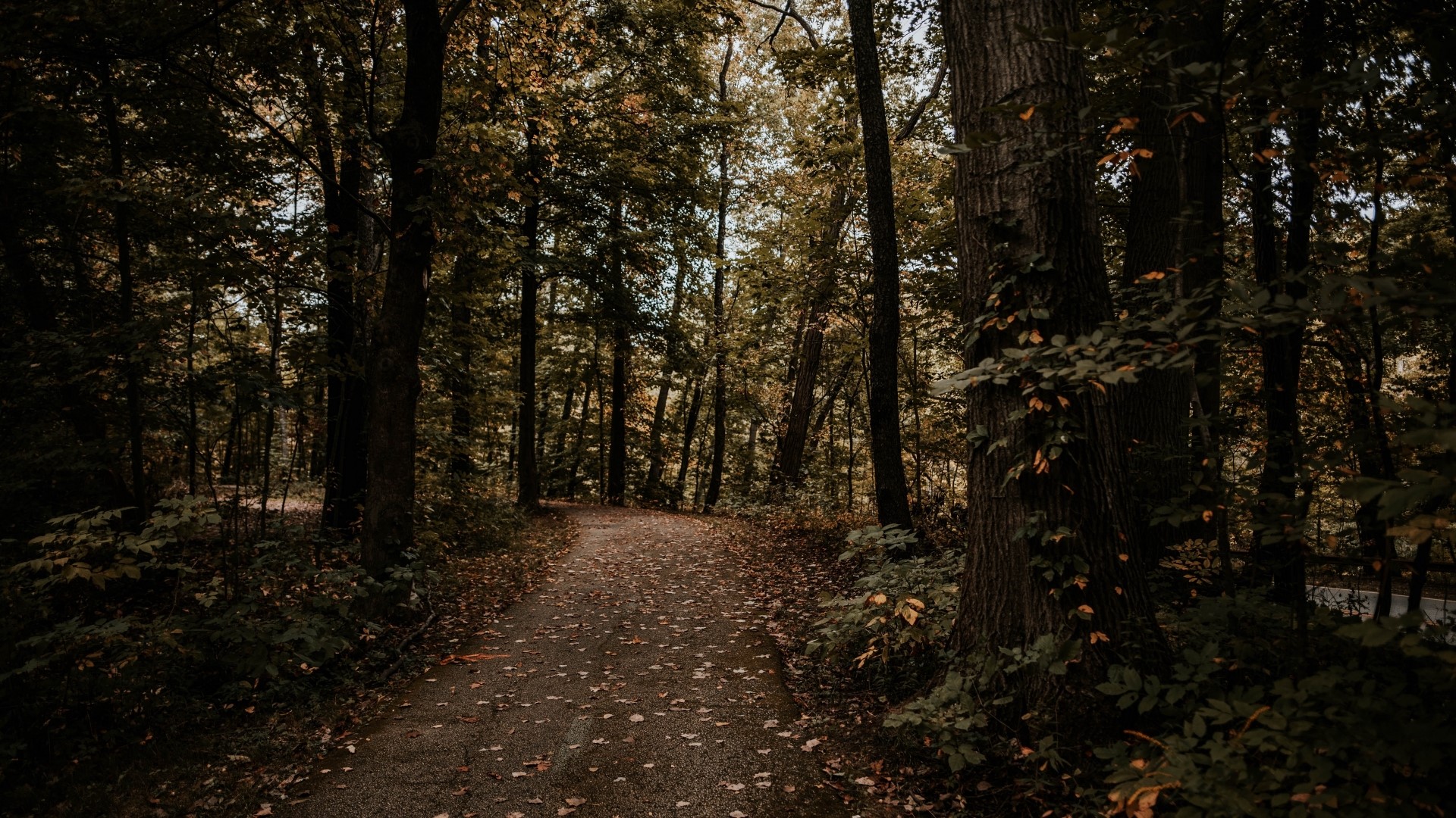 A path through a dark forest in autumn HD Wallpaper