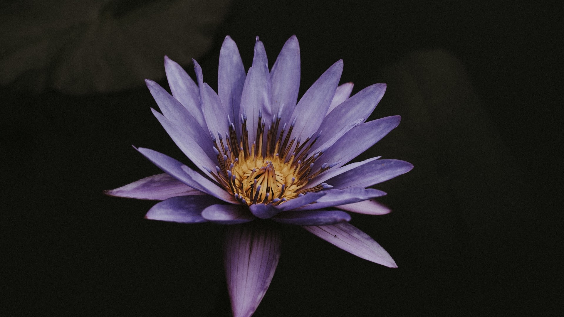 Purple Lotus Flower HD Wallpaper