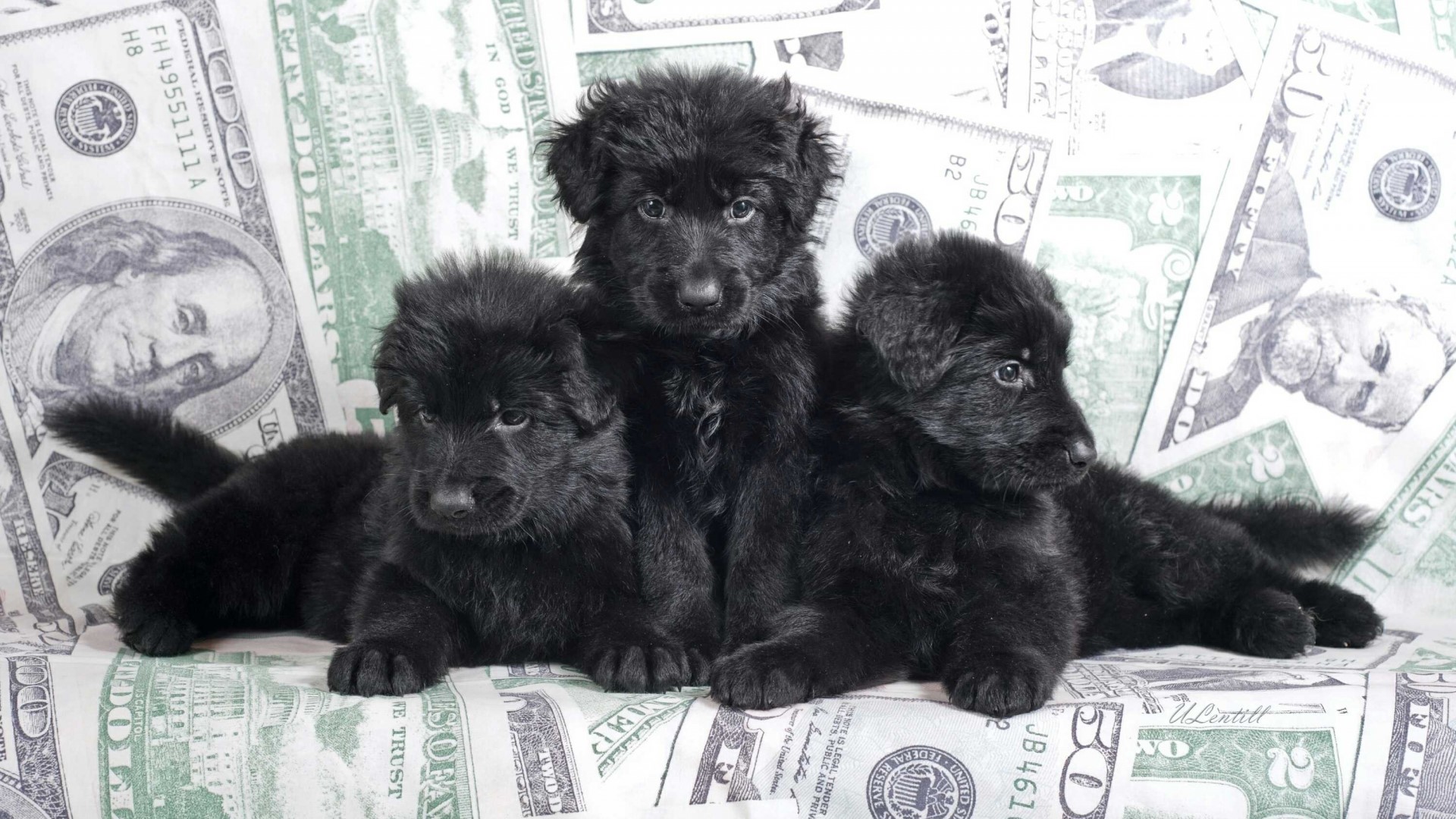 Three black puppies on US dollar bills HD Wallpaper