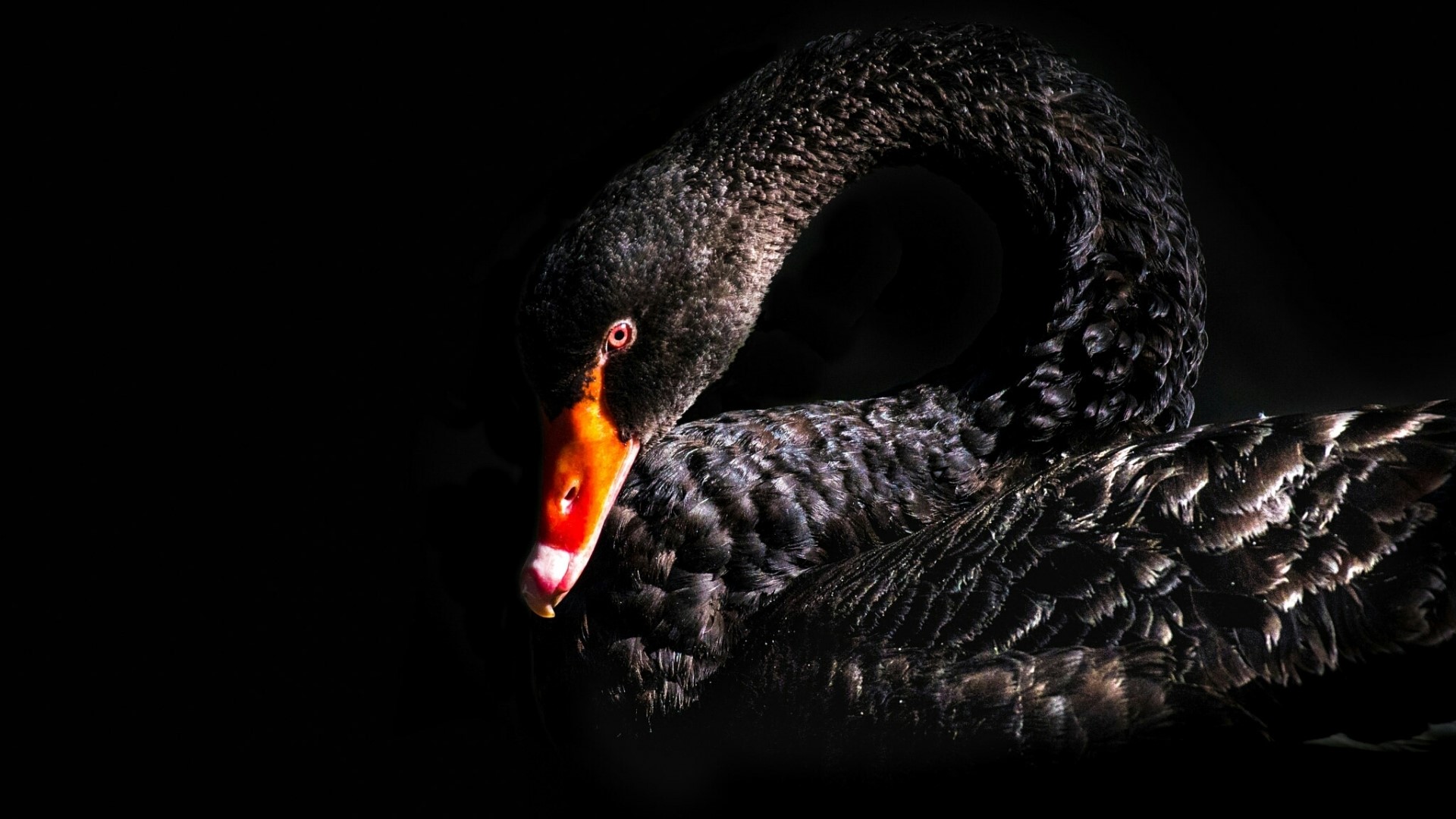 Black swan with orange beak on black background HD Wallpaper