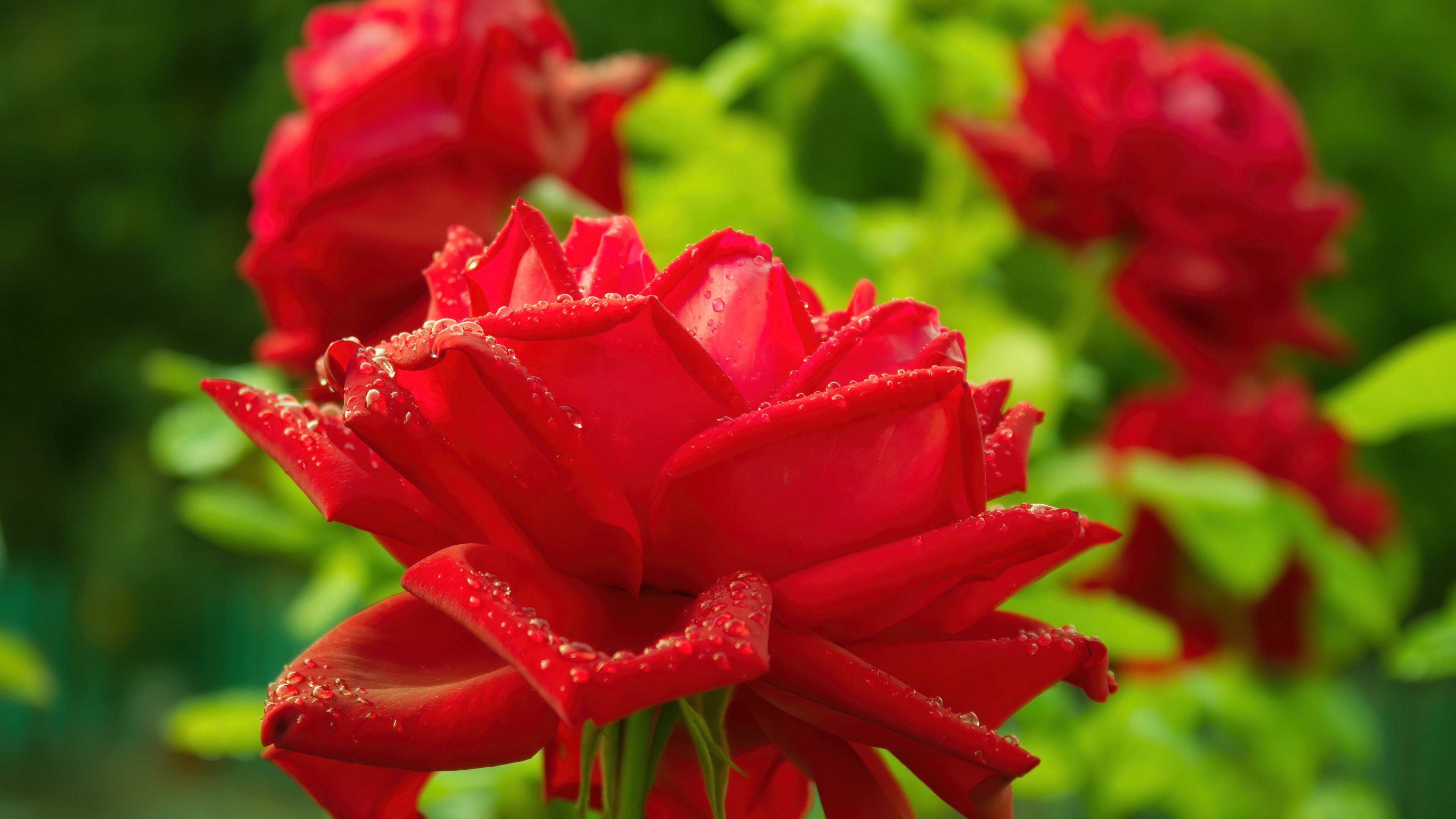 4K Red Rose with Water Droplets HD Wallpaper