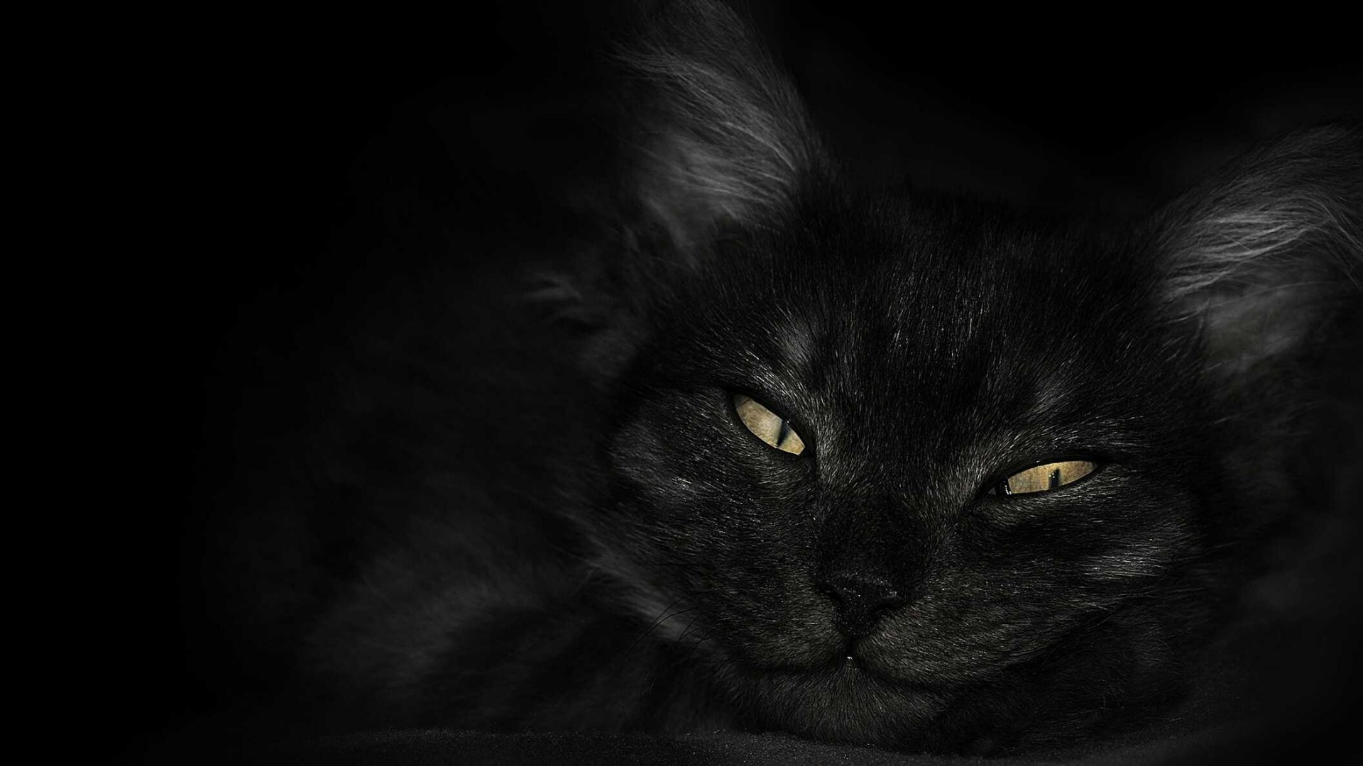 Black cat with yellow eyes in darkness HD Wallpaper